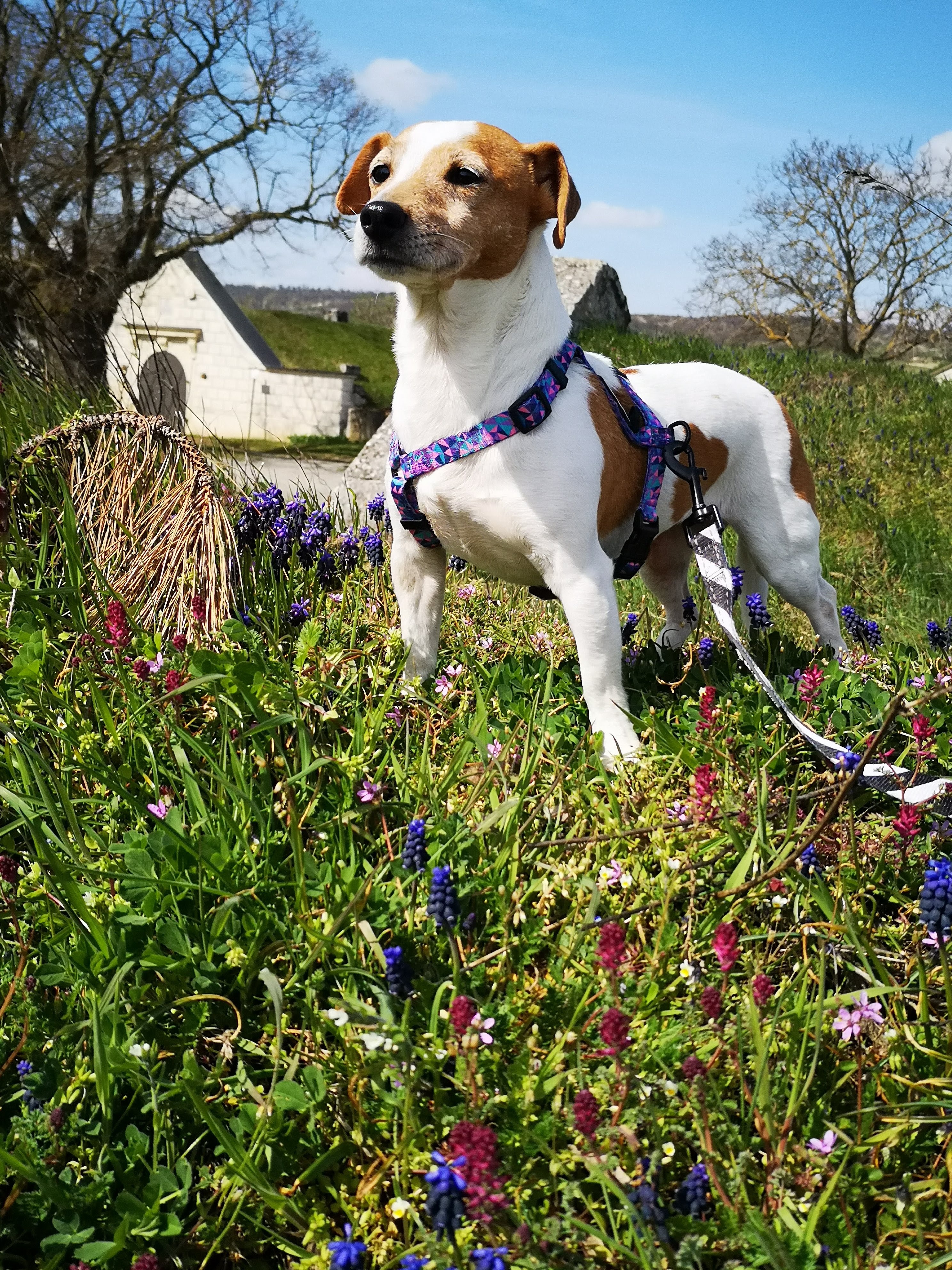 Hilf Ponyo, damit sie sich endlich schmerzfrei bewegen kann! campaign photo, 4 of 8