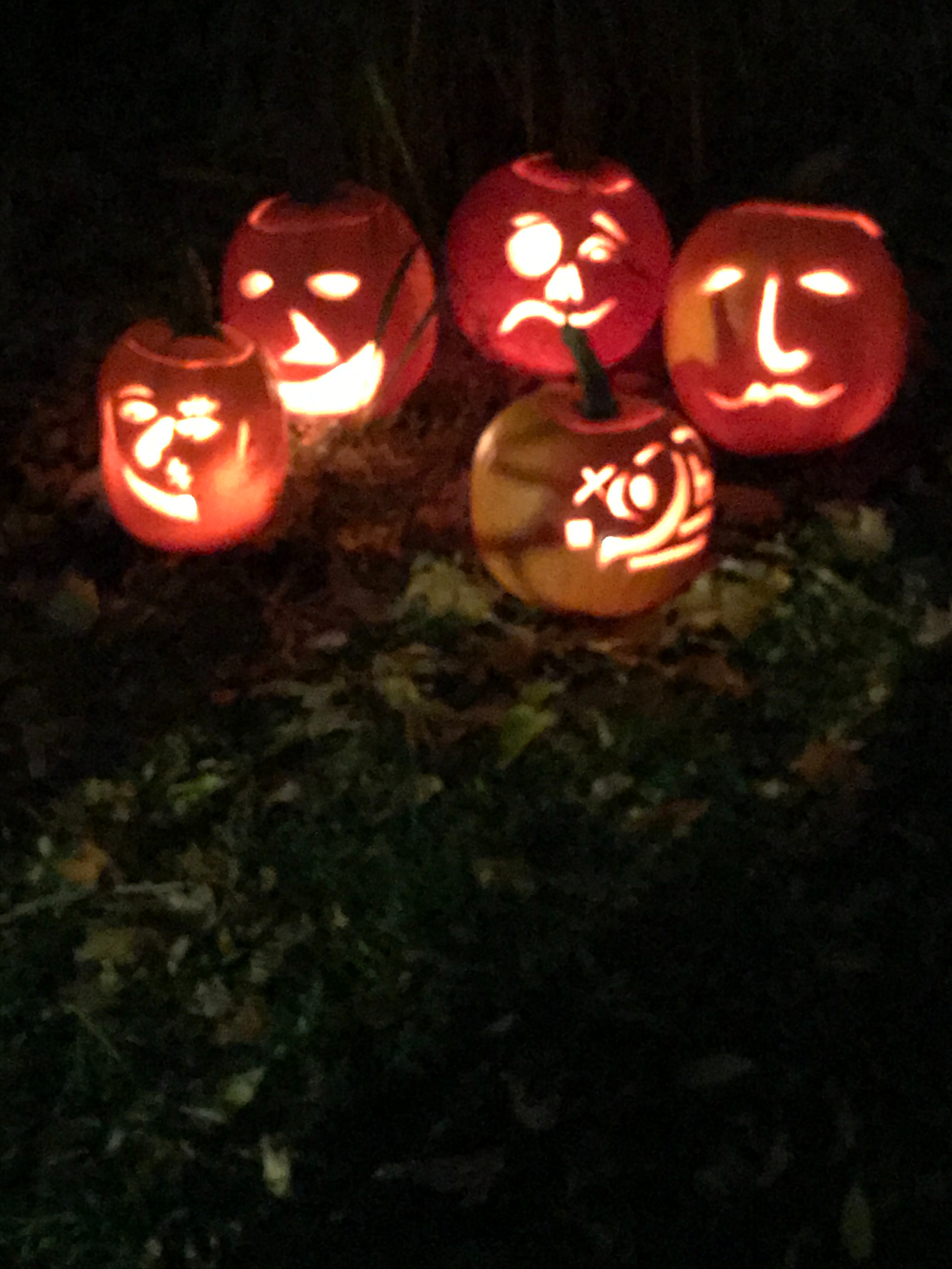 Support The Great Pumpkin Garden 2025: Together We Shine campaign photo, 6 of 7