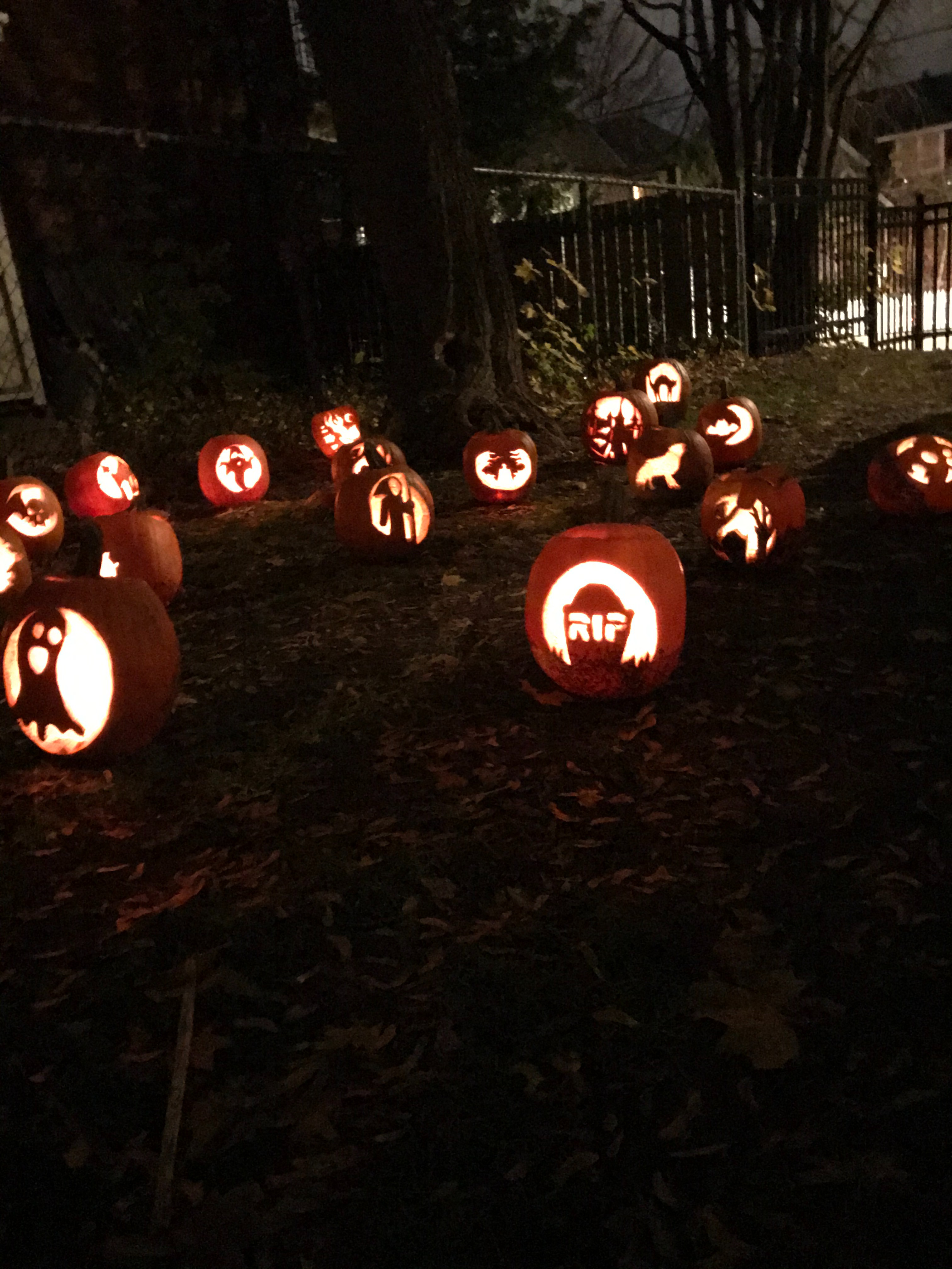 Support The Great Pumpkin Garden 2025: Together We Shine campaign photo, 5 of 7