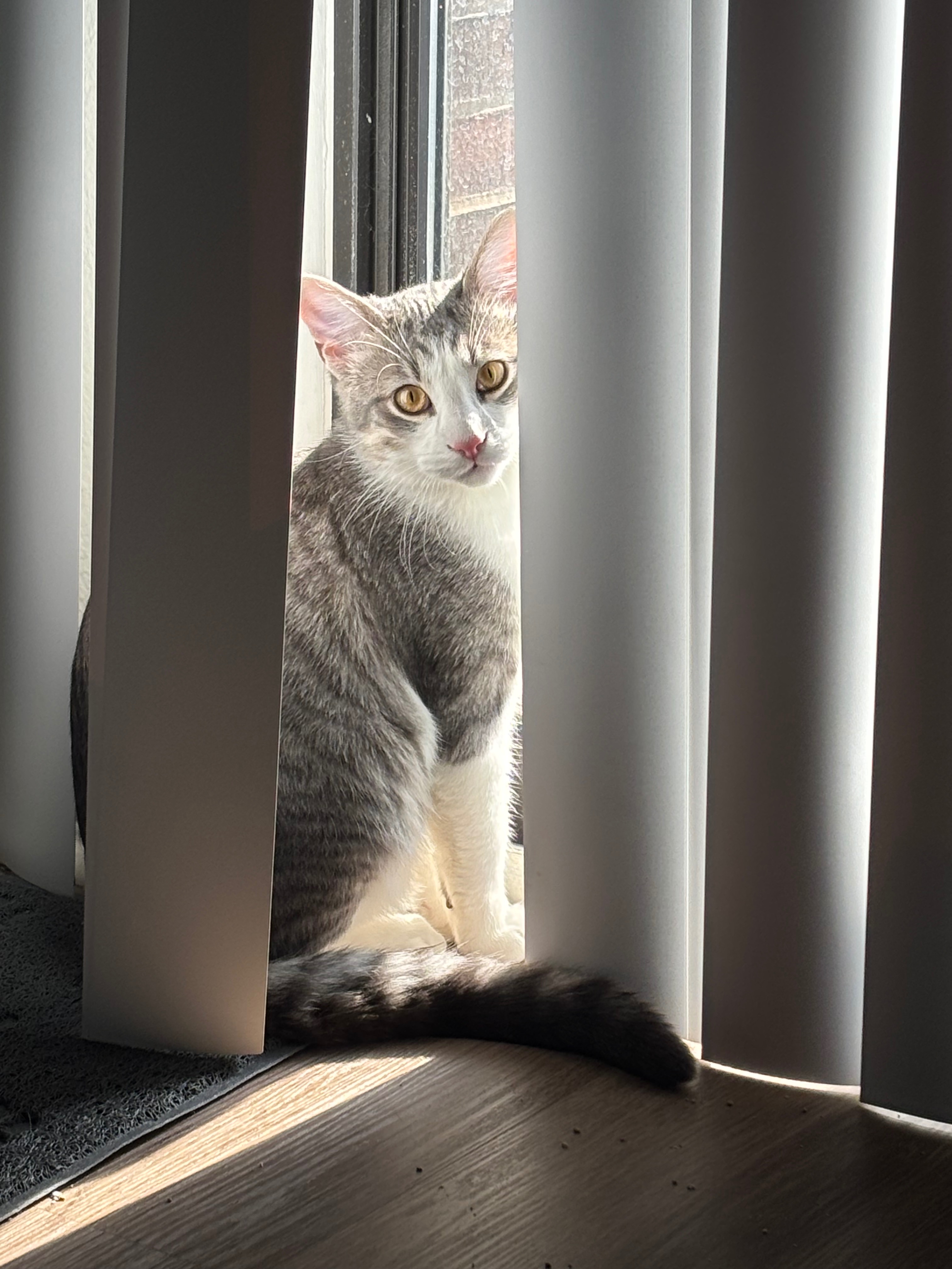 Help Rosemary Get Life-Saving Surgery campaign photo, 6 of 7