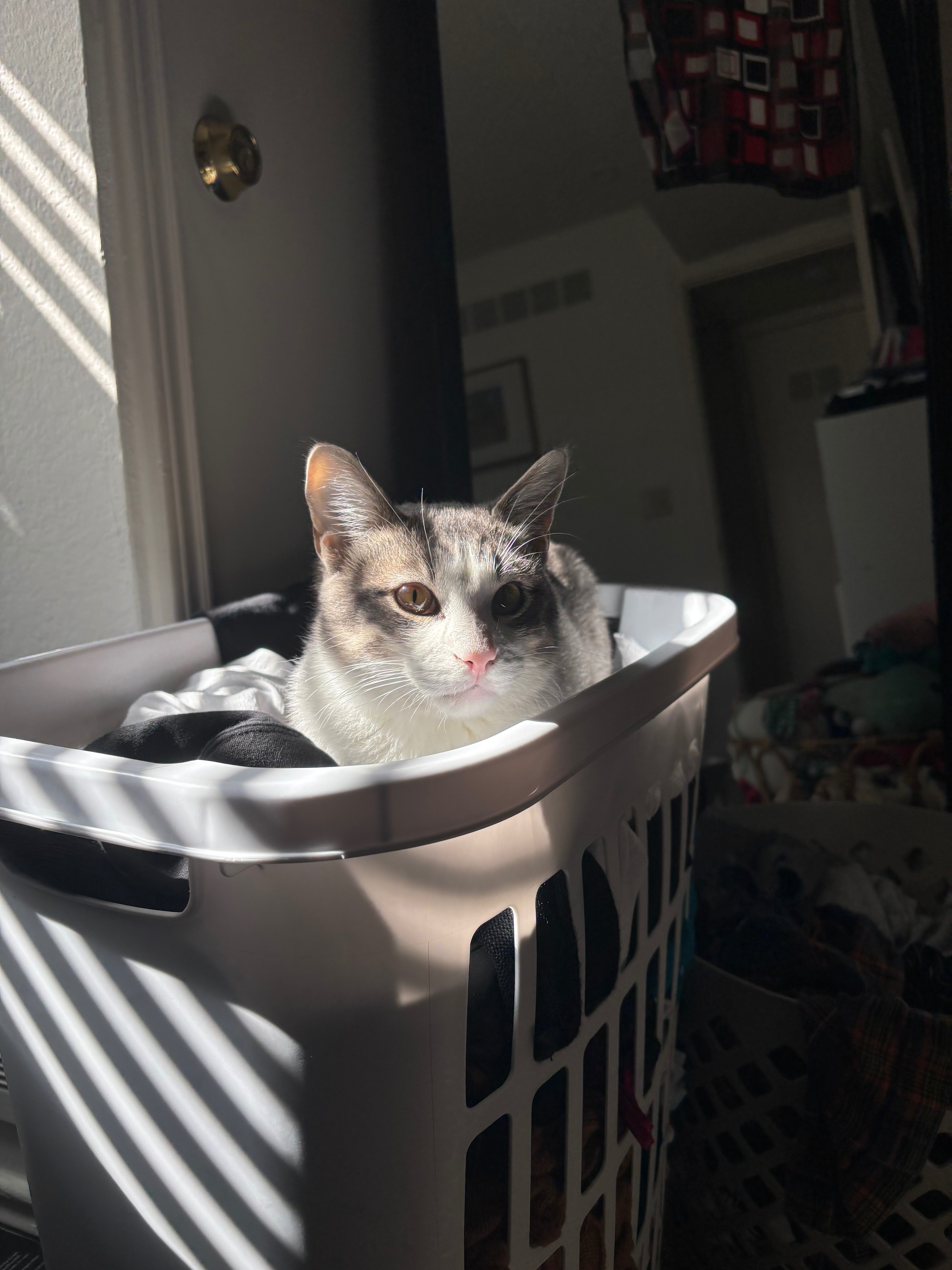 Help Rosemary Get Life-Saving Surgery campaign photo, 4 of 7