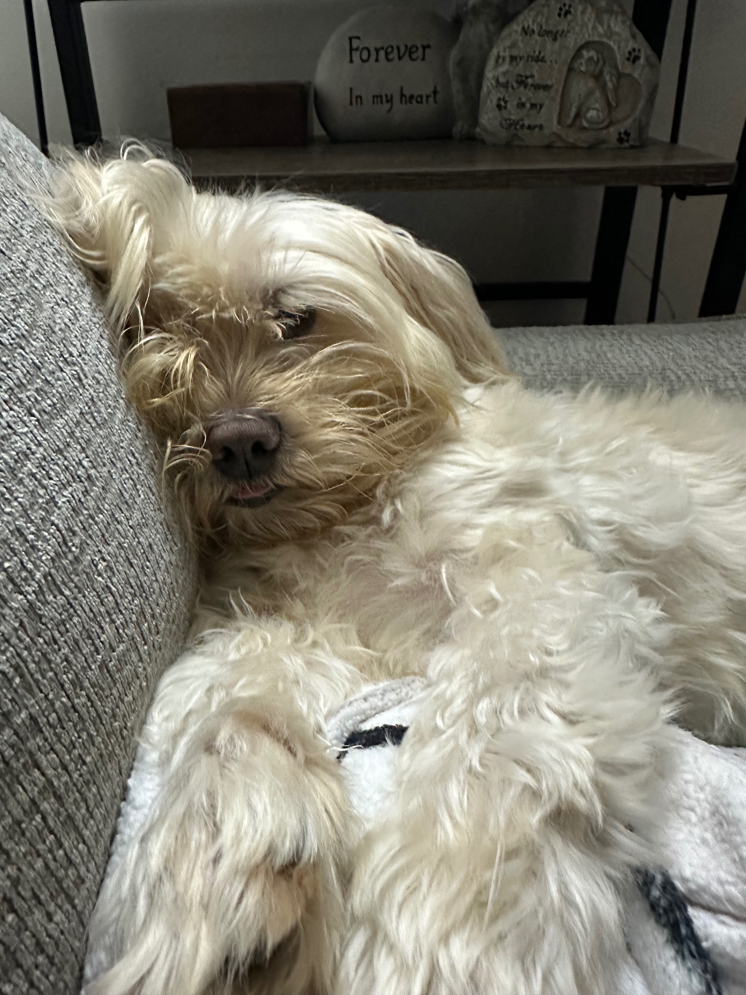 Help give Neville a fighting chance! campaign photo, 2 of 4