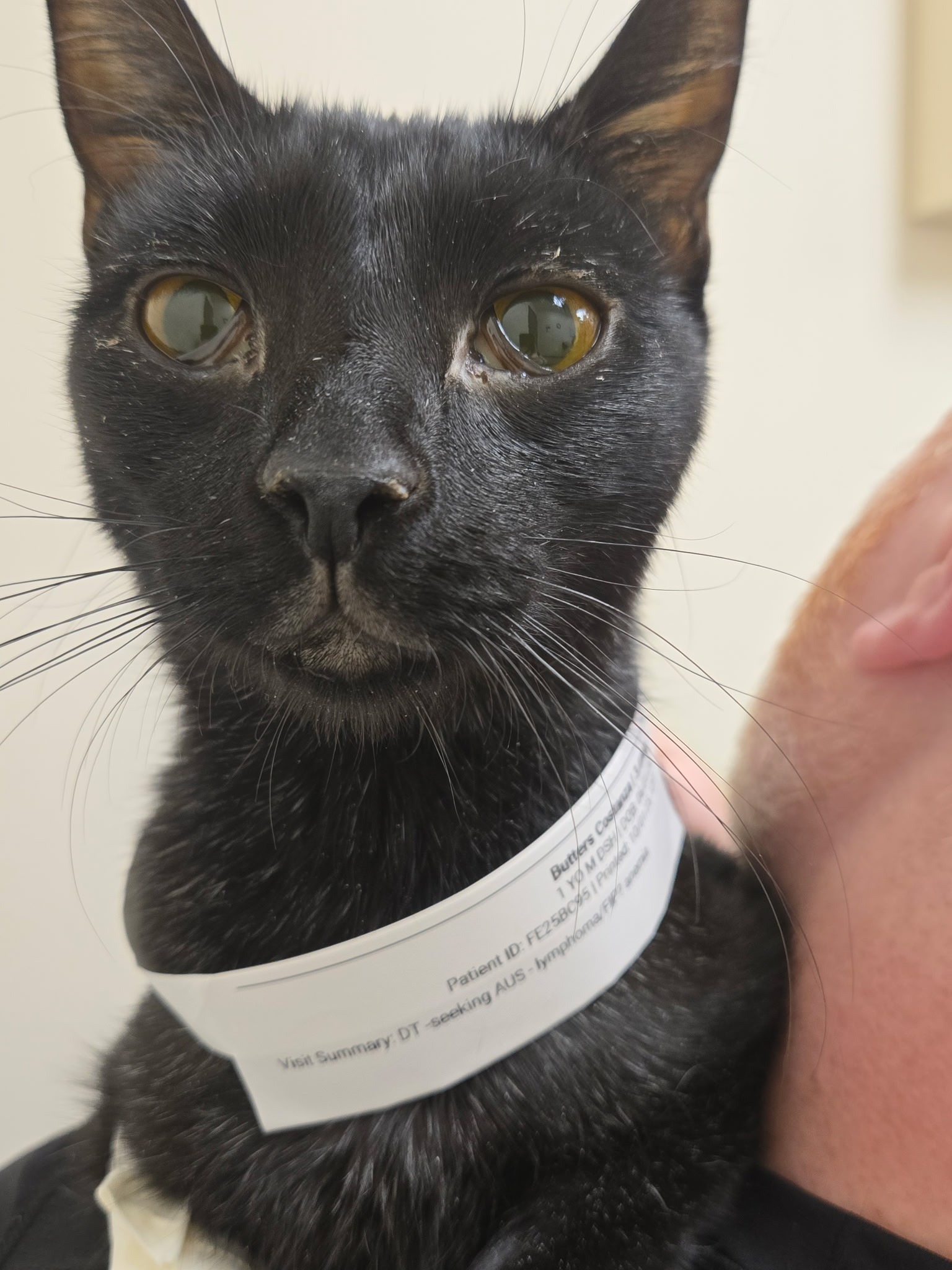 Save Butters: Urgent Medical Help Needed campaign photo, 7 of 8