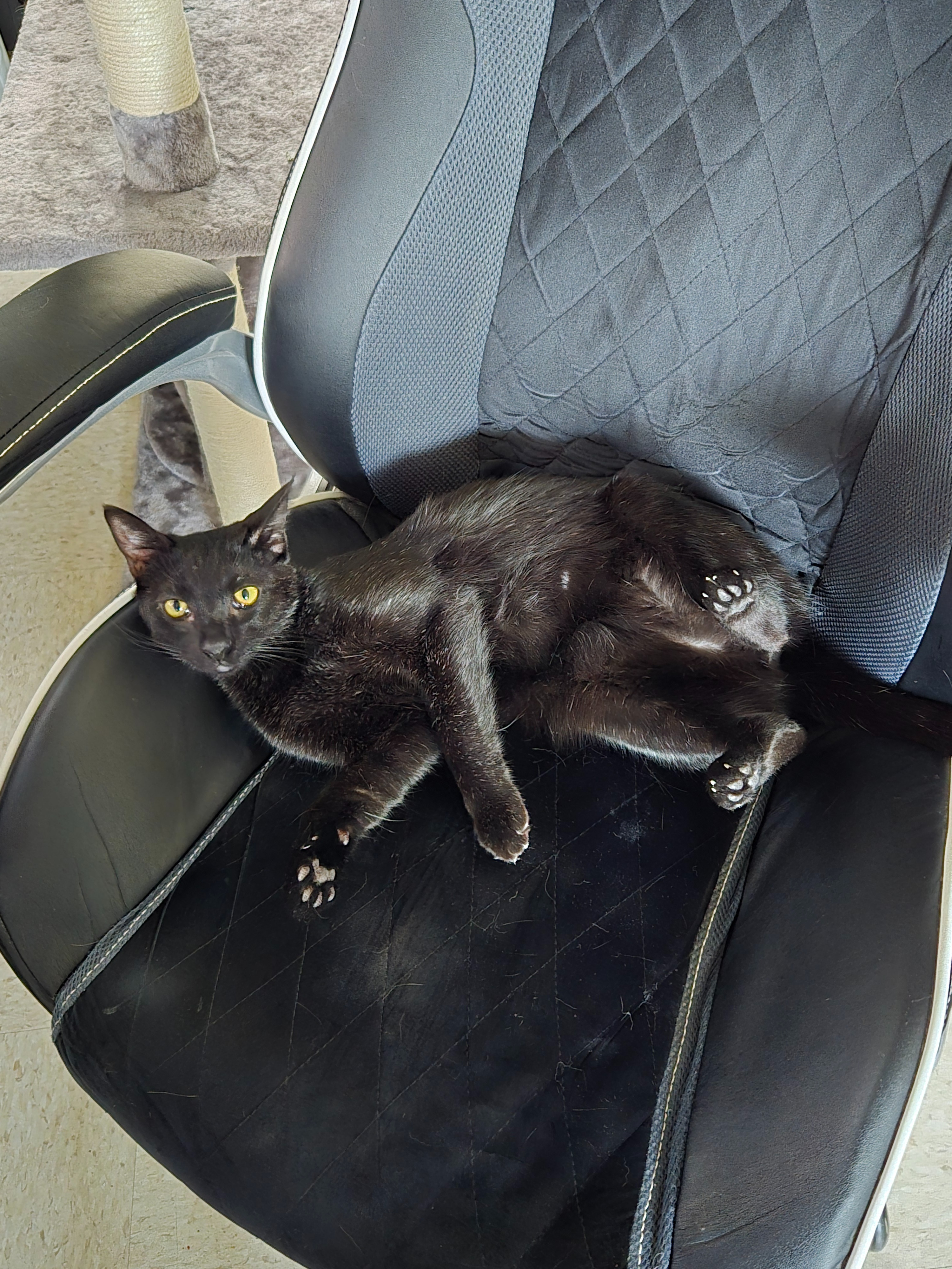 Save Butters: Urgent Medical Help Needed campaign photo, 6 of 8