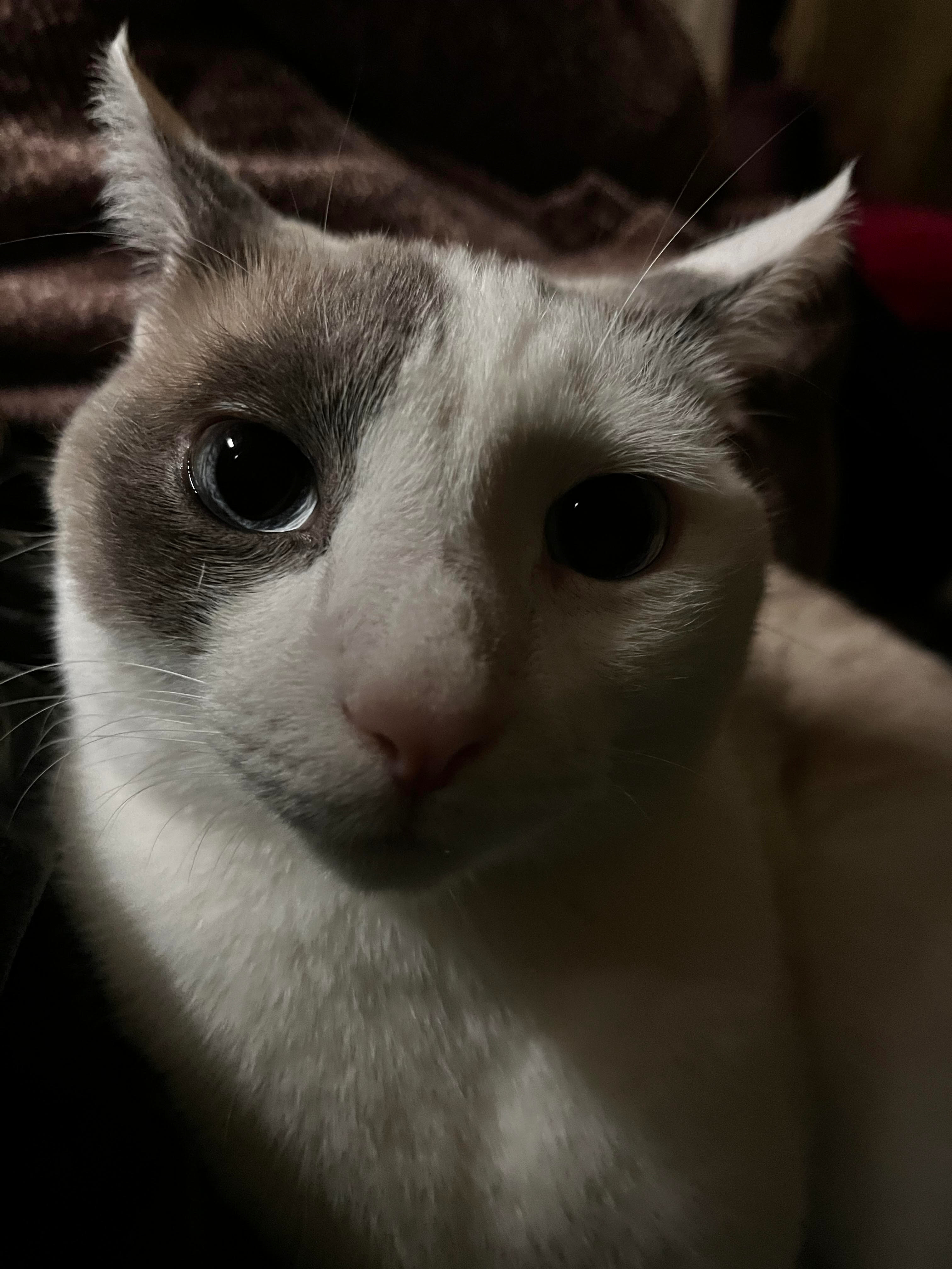 User-uploaded image 1