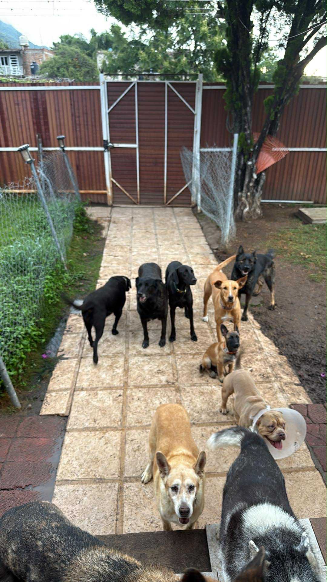 Help Feed Jorge's Dogs campaign photo, 2 of 4