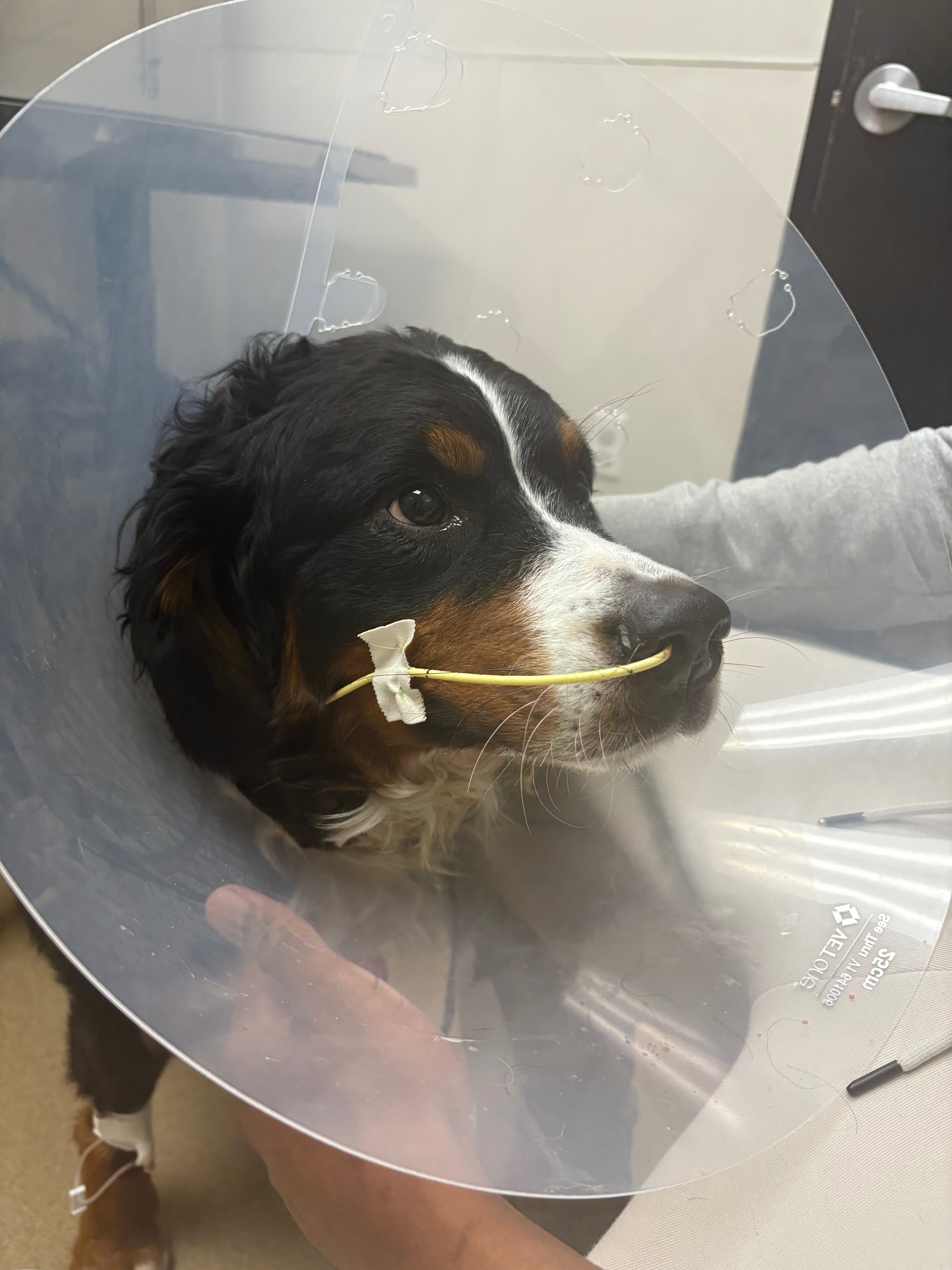 Rosie’s medical bills for surgery campaign photo, 4 of 8