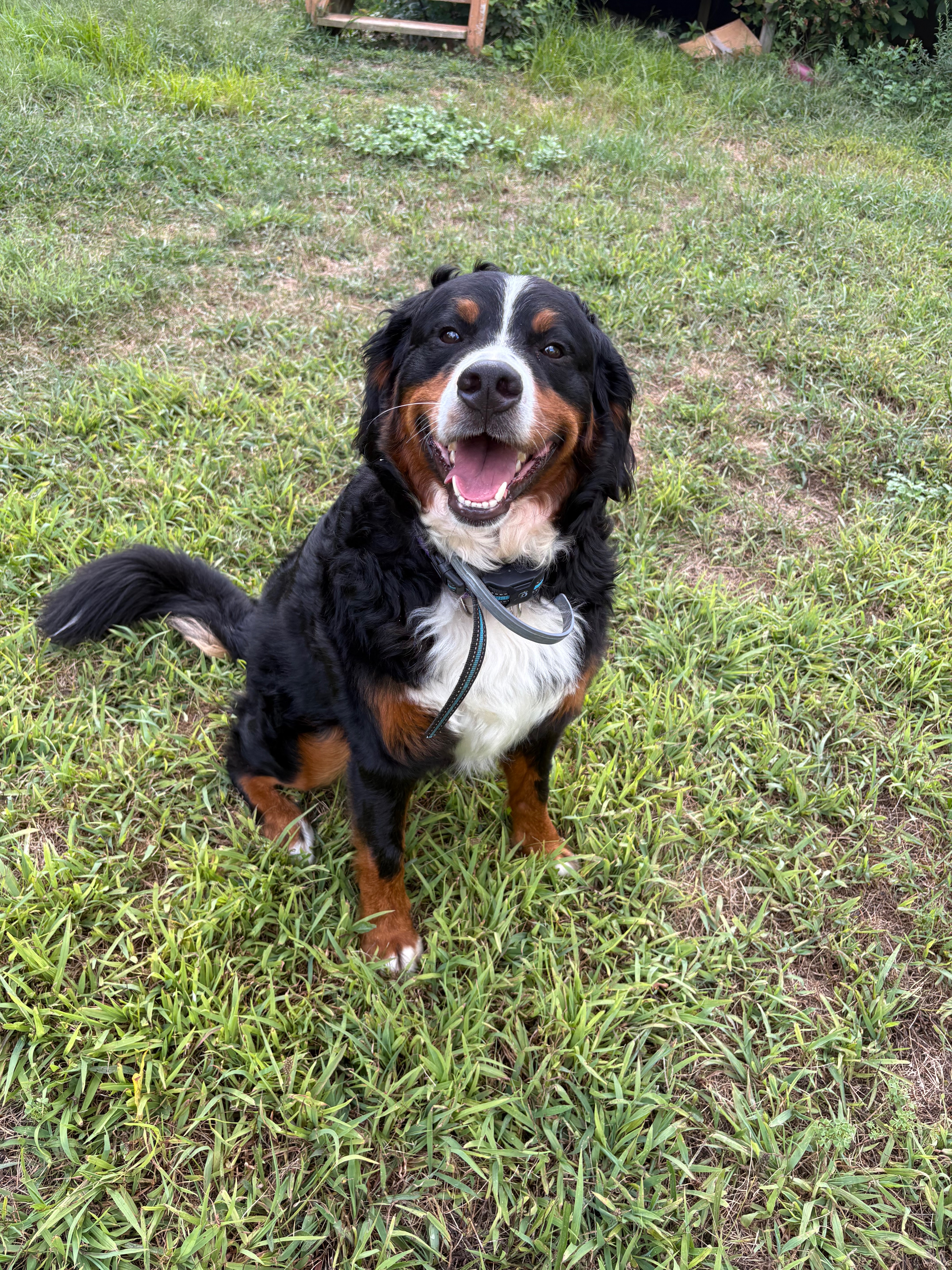 Rosie’s medical bills for surgery campaign photo, 5 of 8