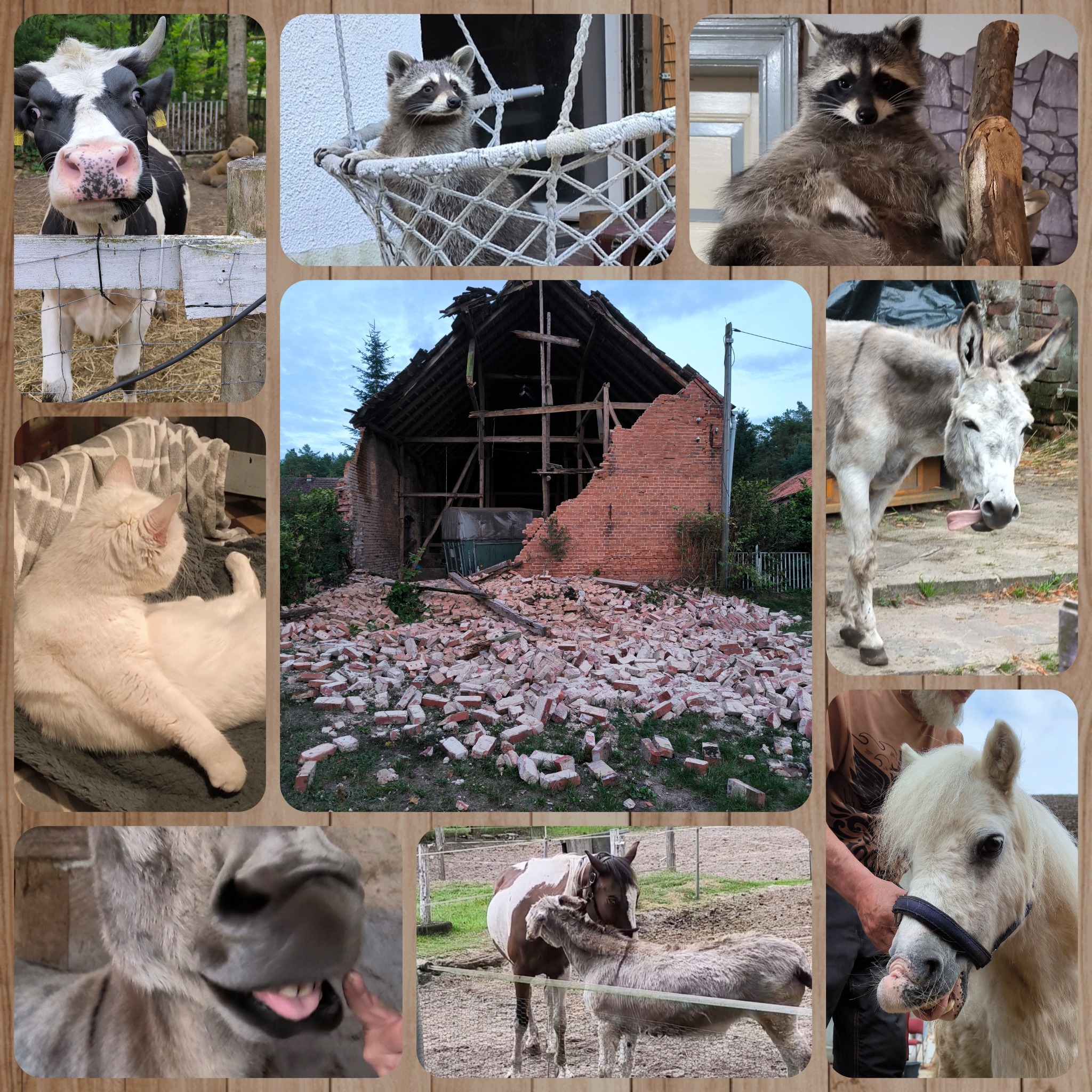 Gnadenhof "Kleine Farm" campaign photo, 4 of 8
