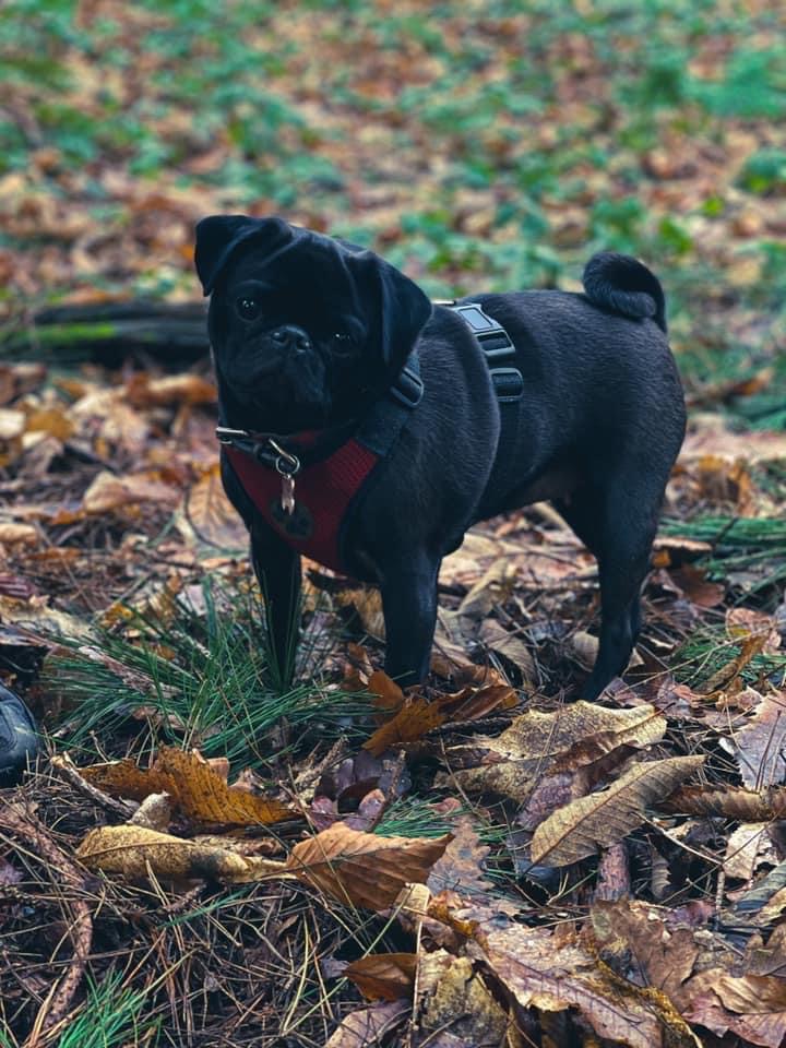 Help my little Luna bear campaign photo, 6 of 7