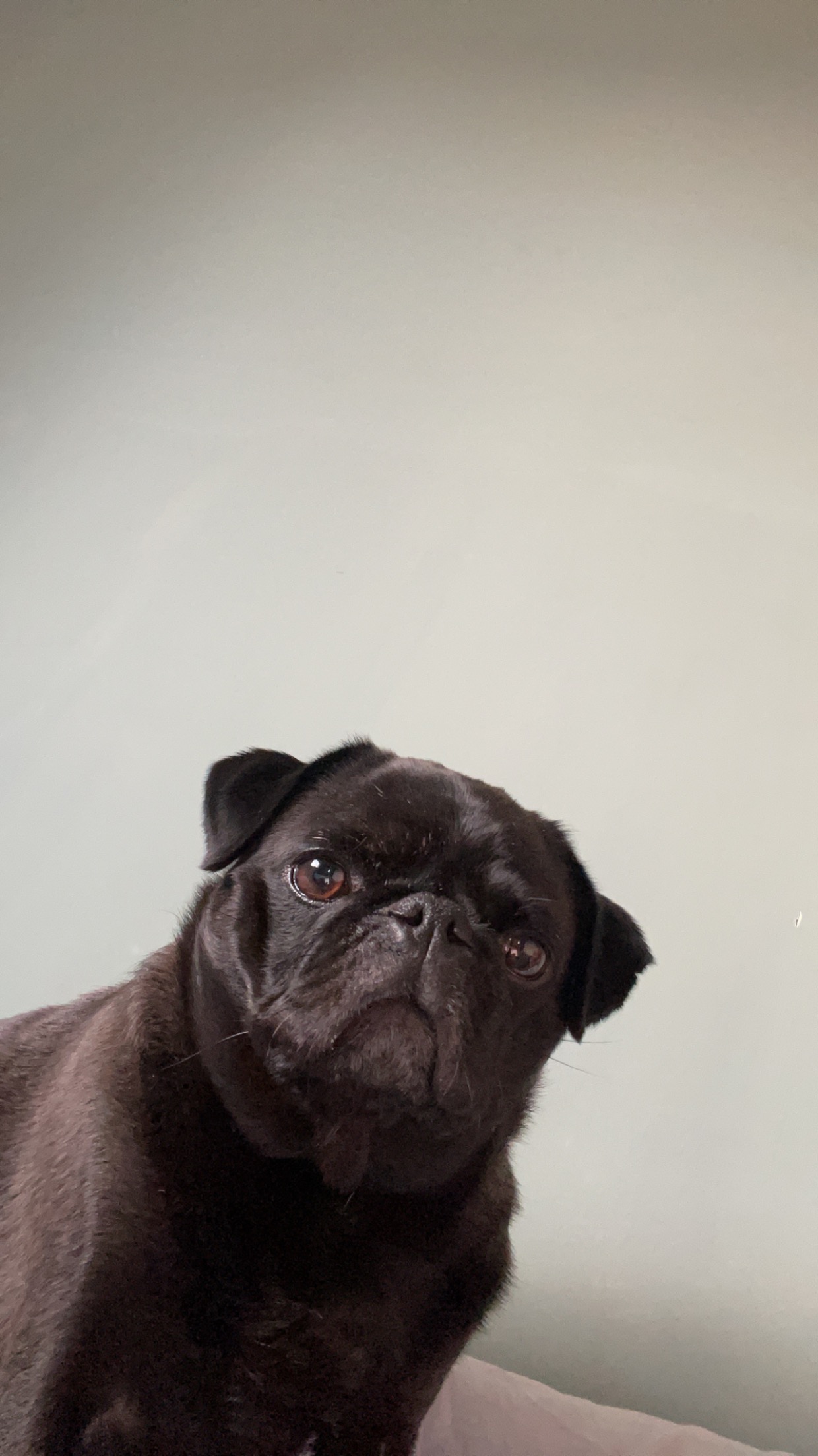 Help my little Luna bear campaign photo, 2 of 7