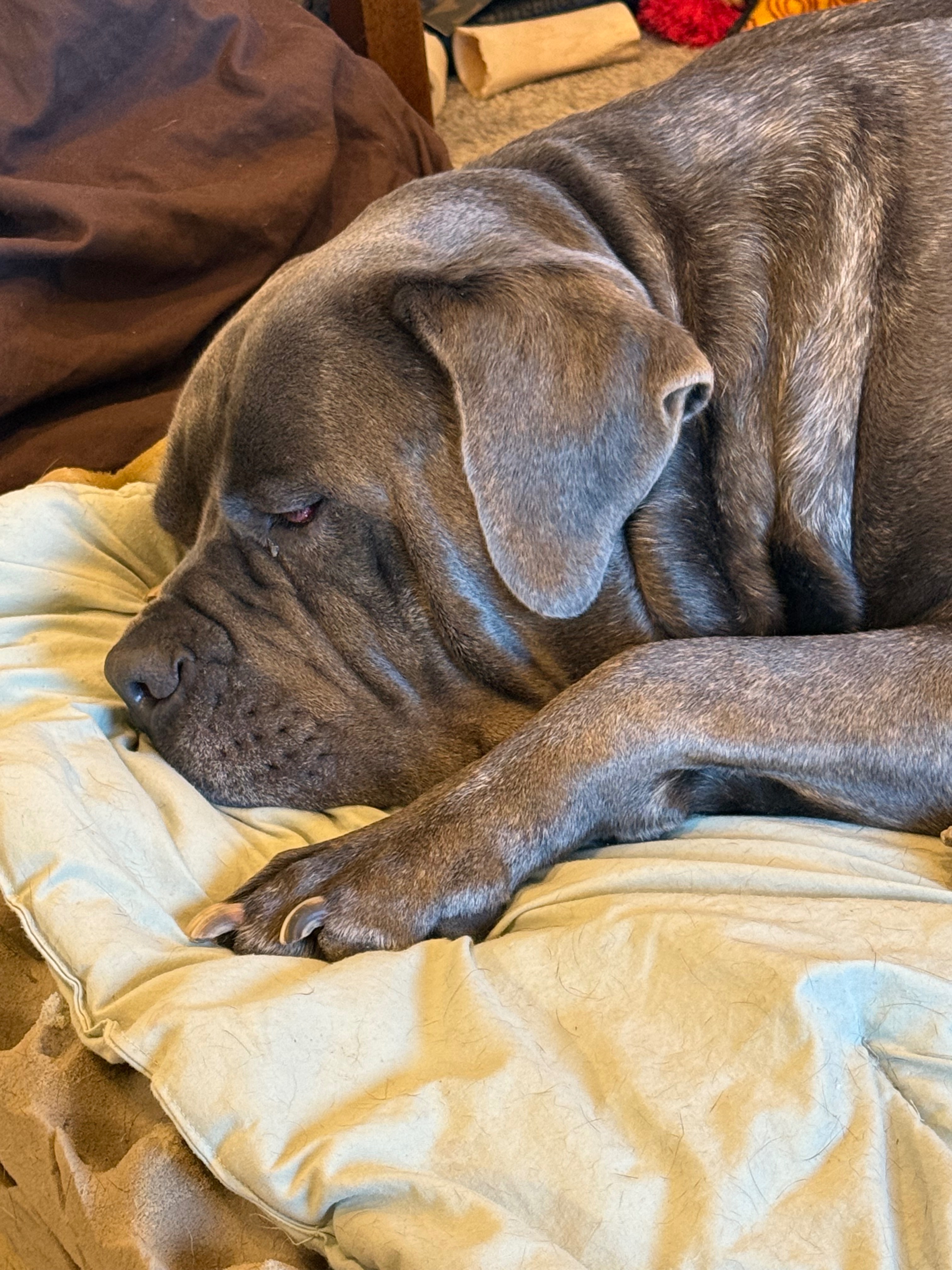 Lenny the mastiffs eye surgery campaign photo, 7 of 8