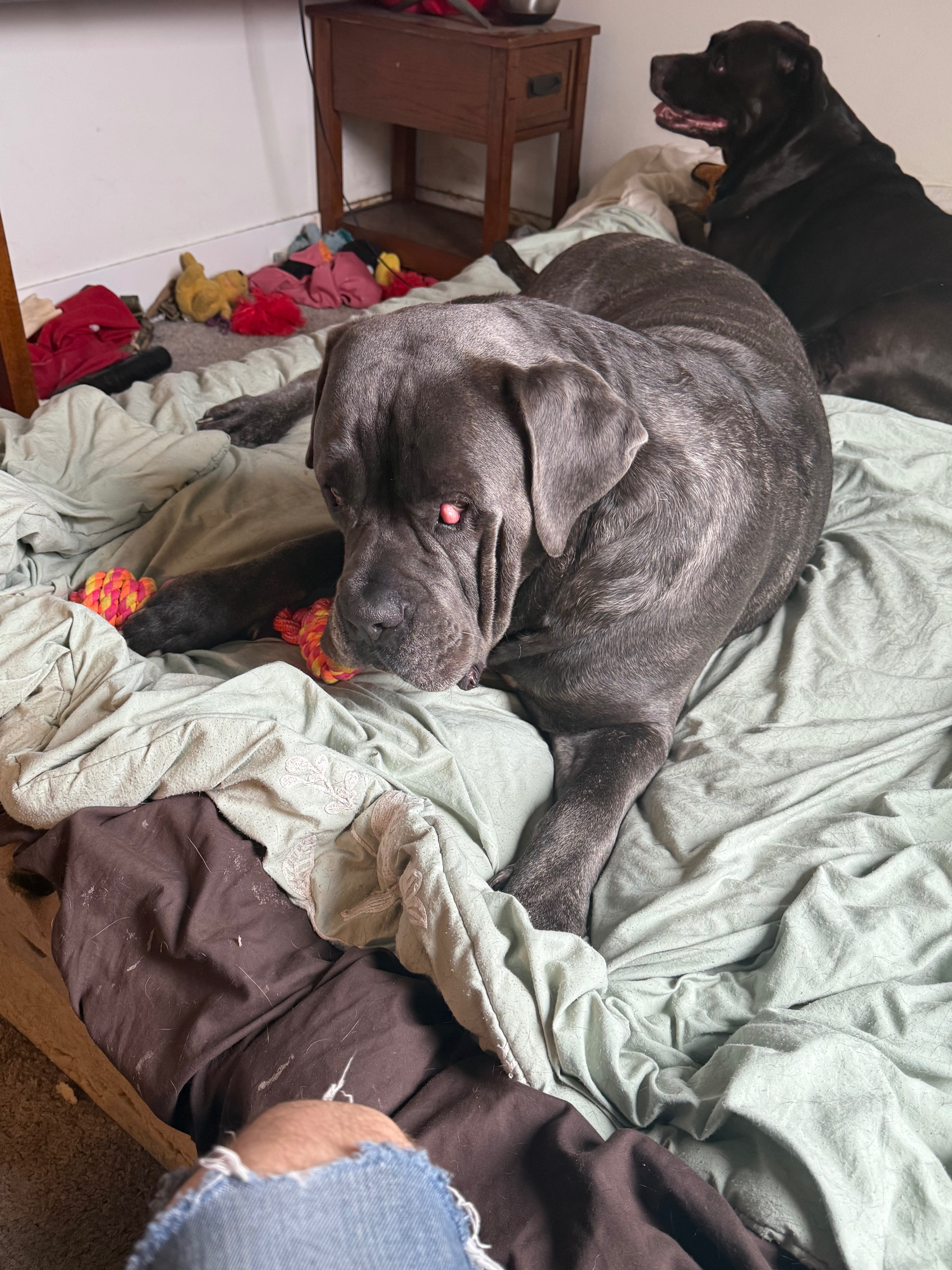 Lenny the mastiffs eye surgery campaign photo, 2 of 8