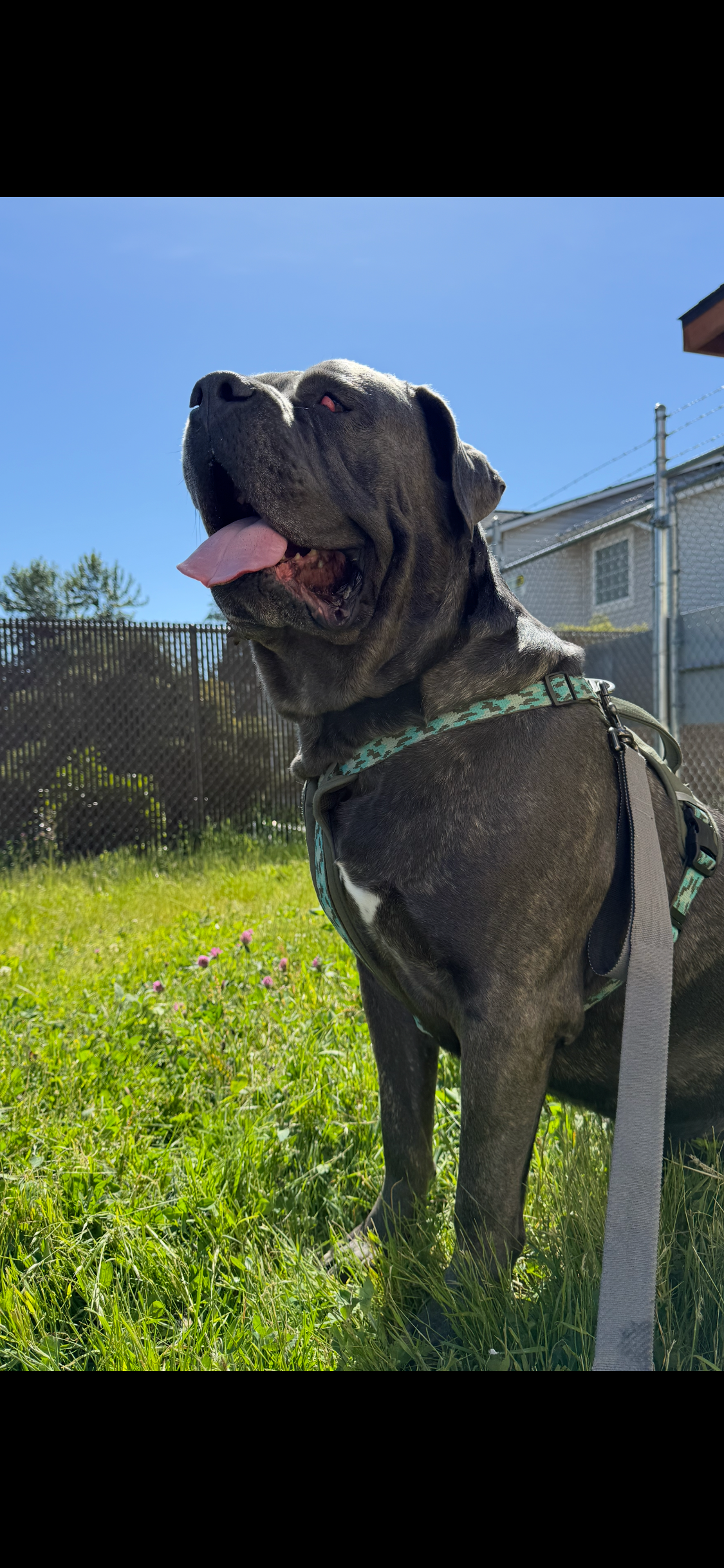Lenny the mastiffs eye surgery campaign photo, 4 of 8