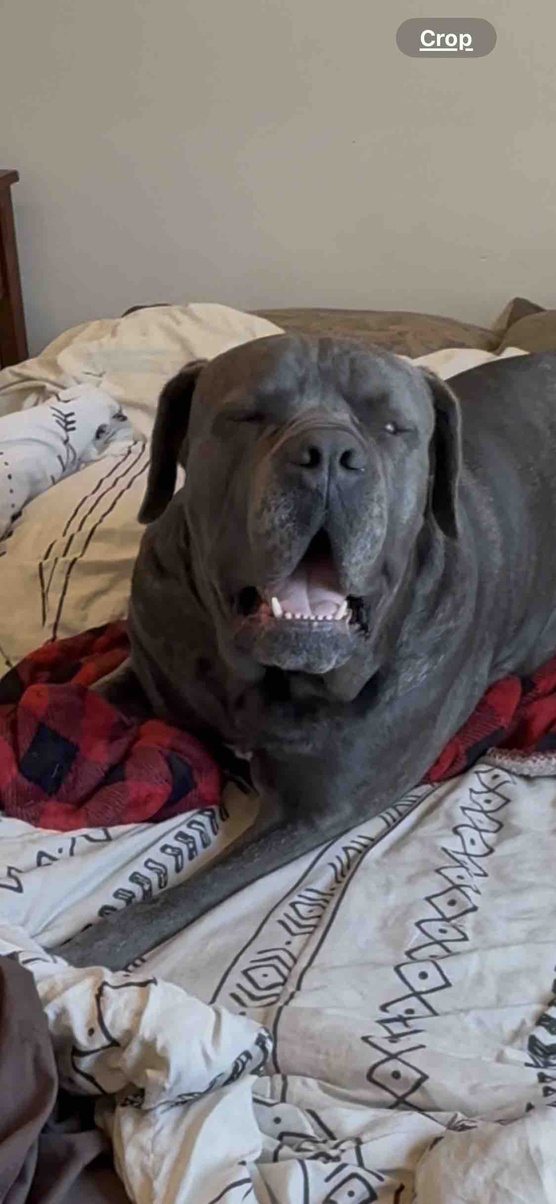 Lenny the mastiffs eye surgery campaign photo, 5 of 8