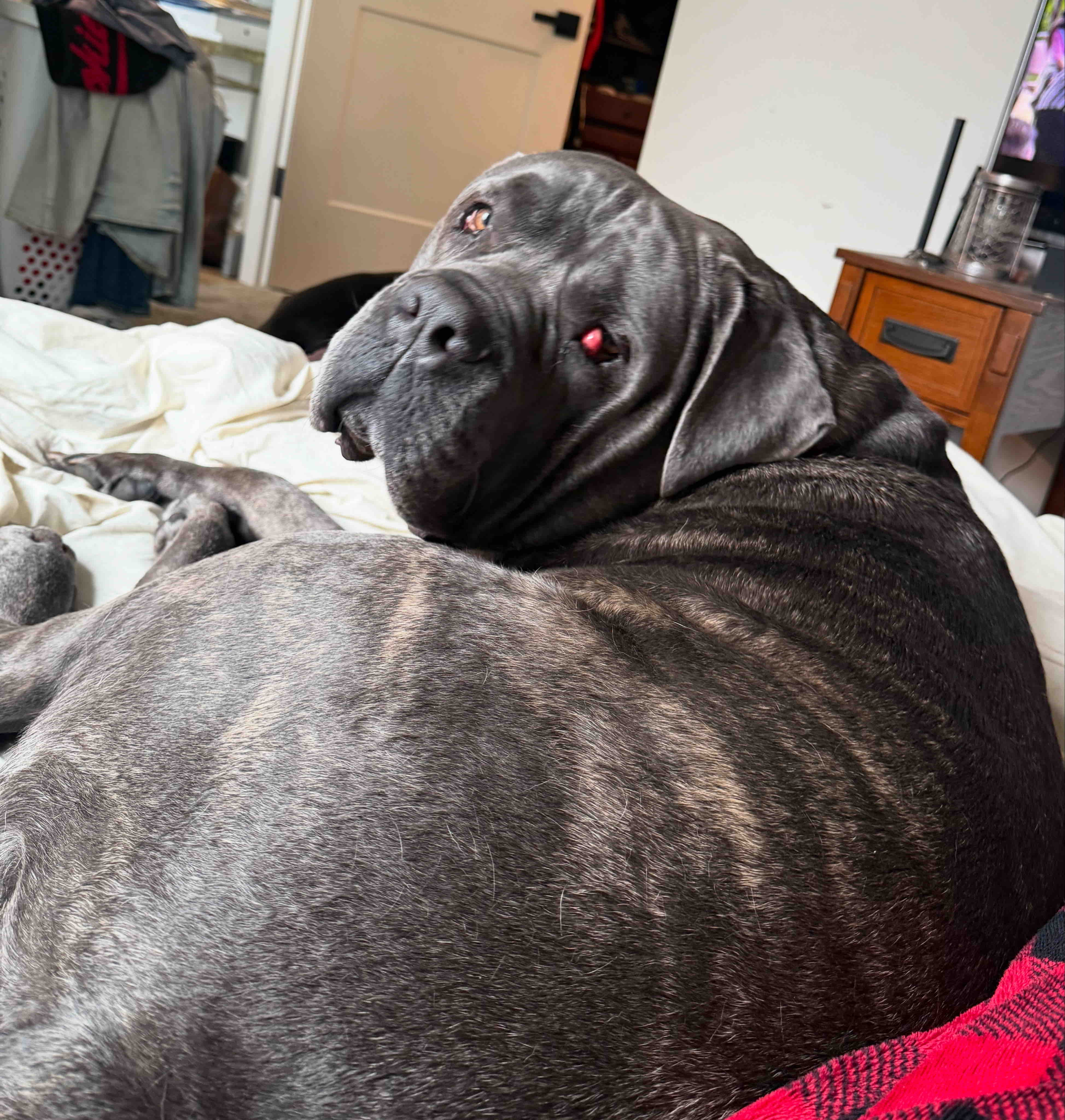 Lenny the mastiffs eye surgery campaign photo, 6 of 8