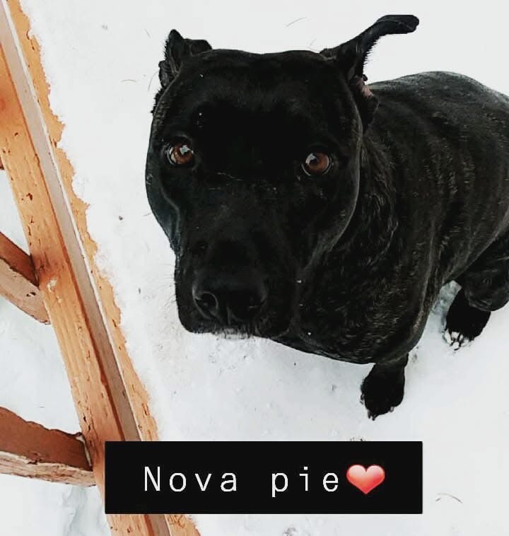 Nova’s chemotherapy treatment w good chance of remission campaign photo, 7 of 8
