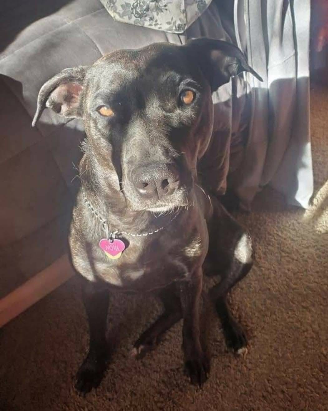 Nova’s chemotherapy treatment w good chance of remission campaign photo, 4 of 8