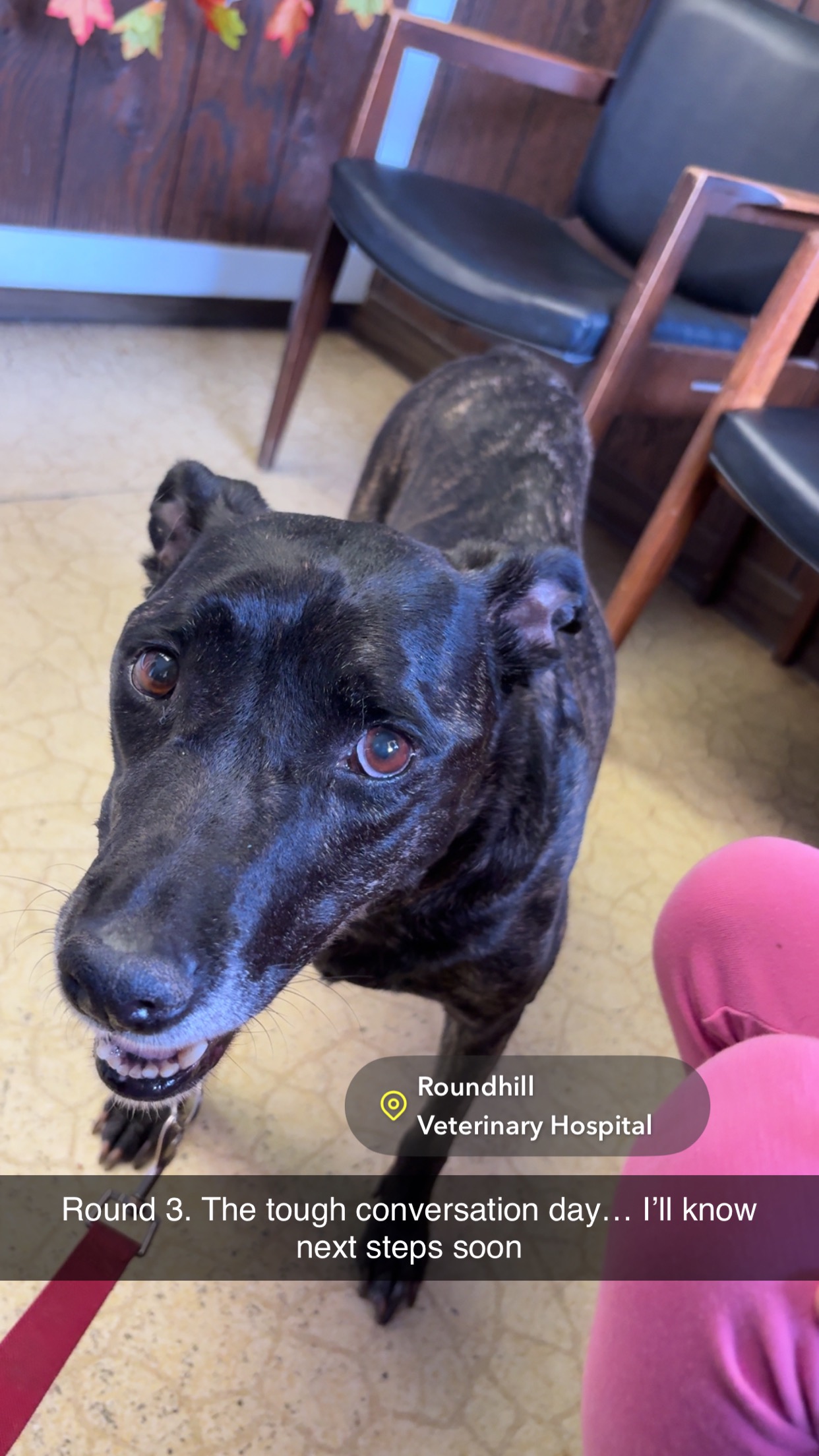 Nova’s chemotherapy treatment w good chance of remission campaign photo, 5 of 8