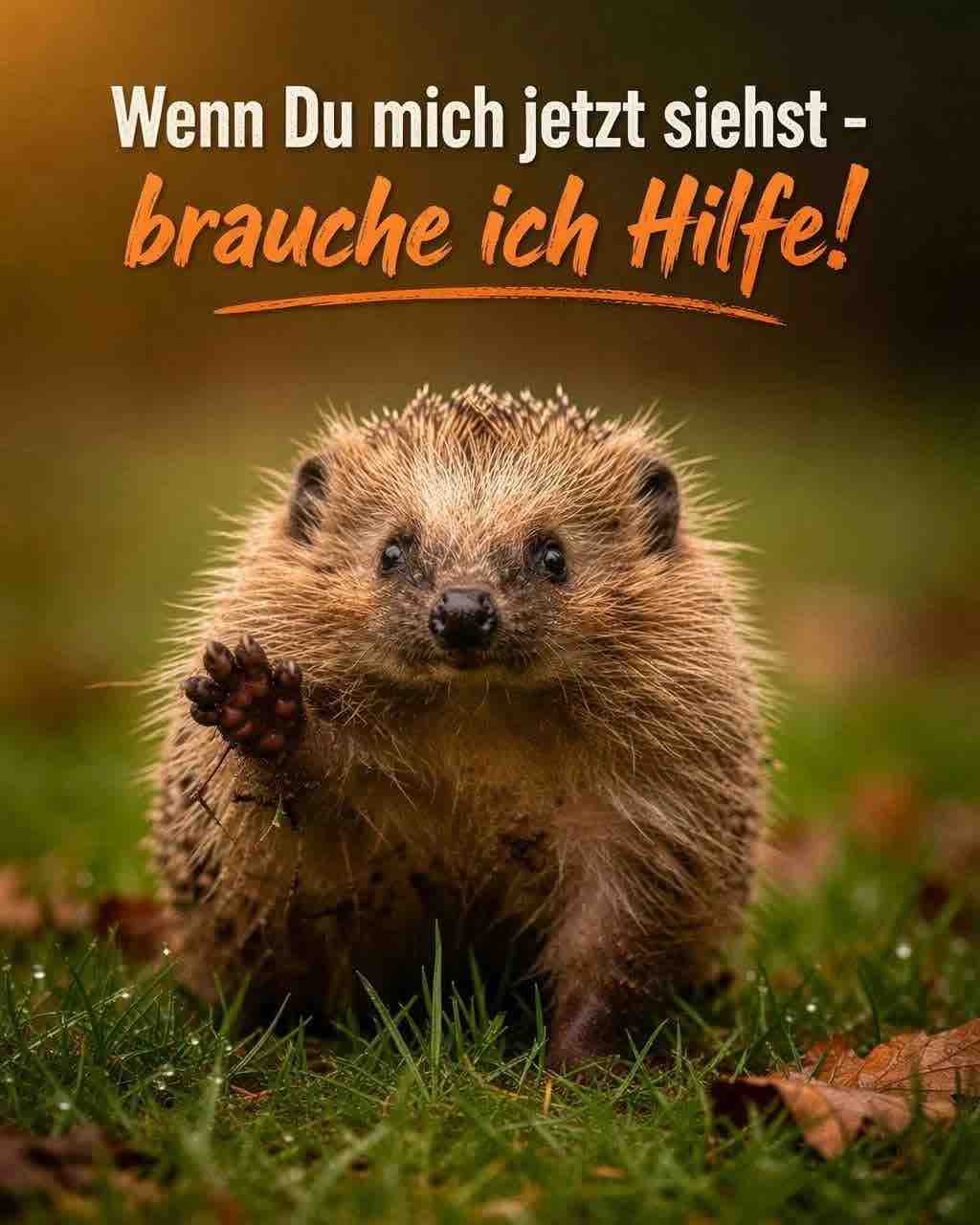 ❤️ Hilfe für gefundene Igelkinder ❤️ campaign photo, 2 of 6