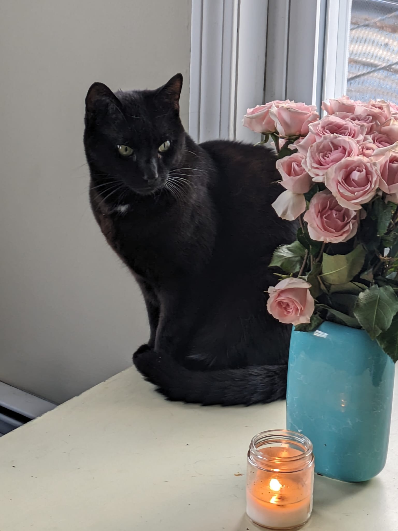 Papi the Cat's End of Life Costs campaign photo, 5 of 5