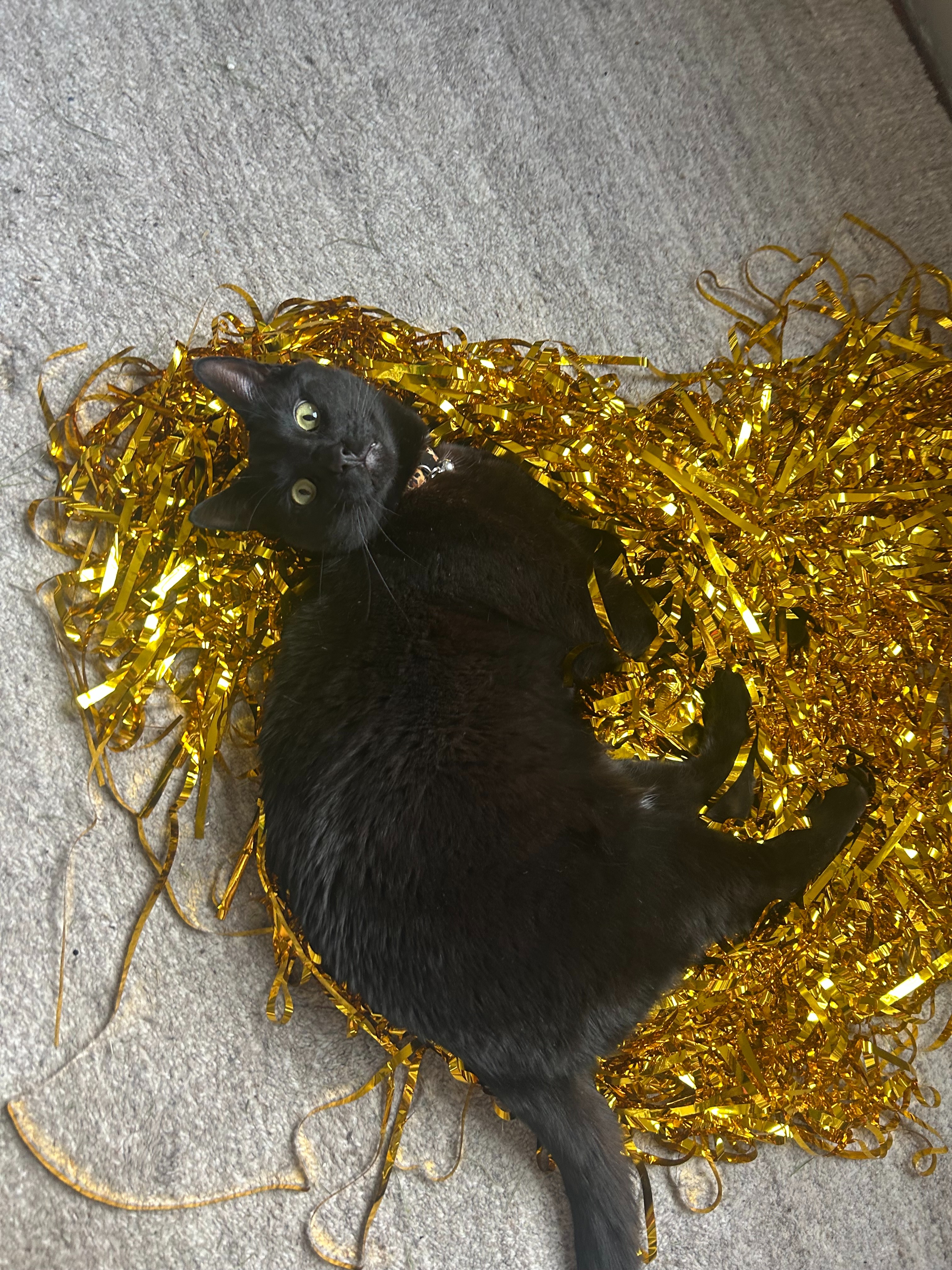 Papi the Cat's End of Life Costs campaign photo, 2 of 5