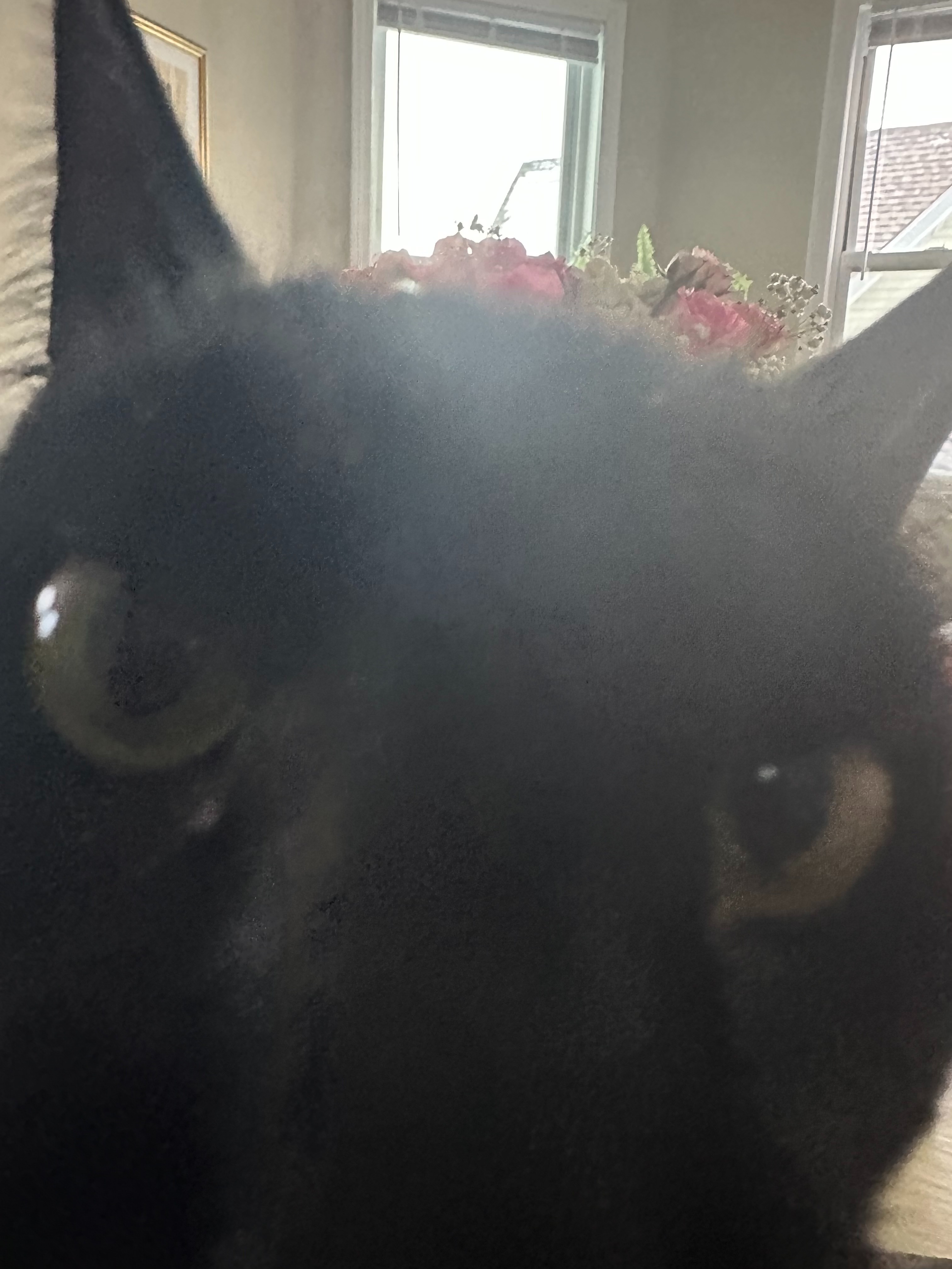 Papi the Cat's End of Life Costs campaign photo, 4 of 5