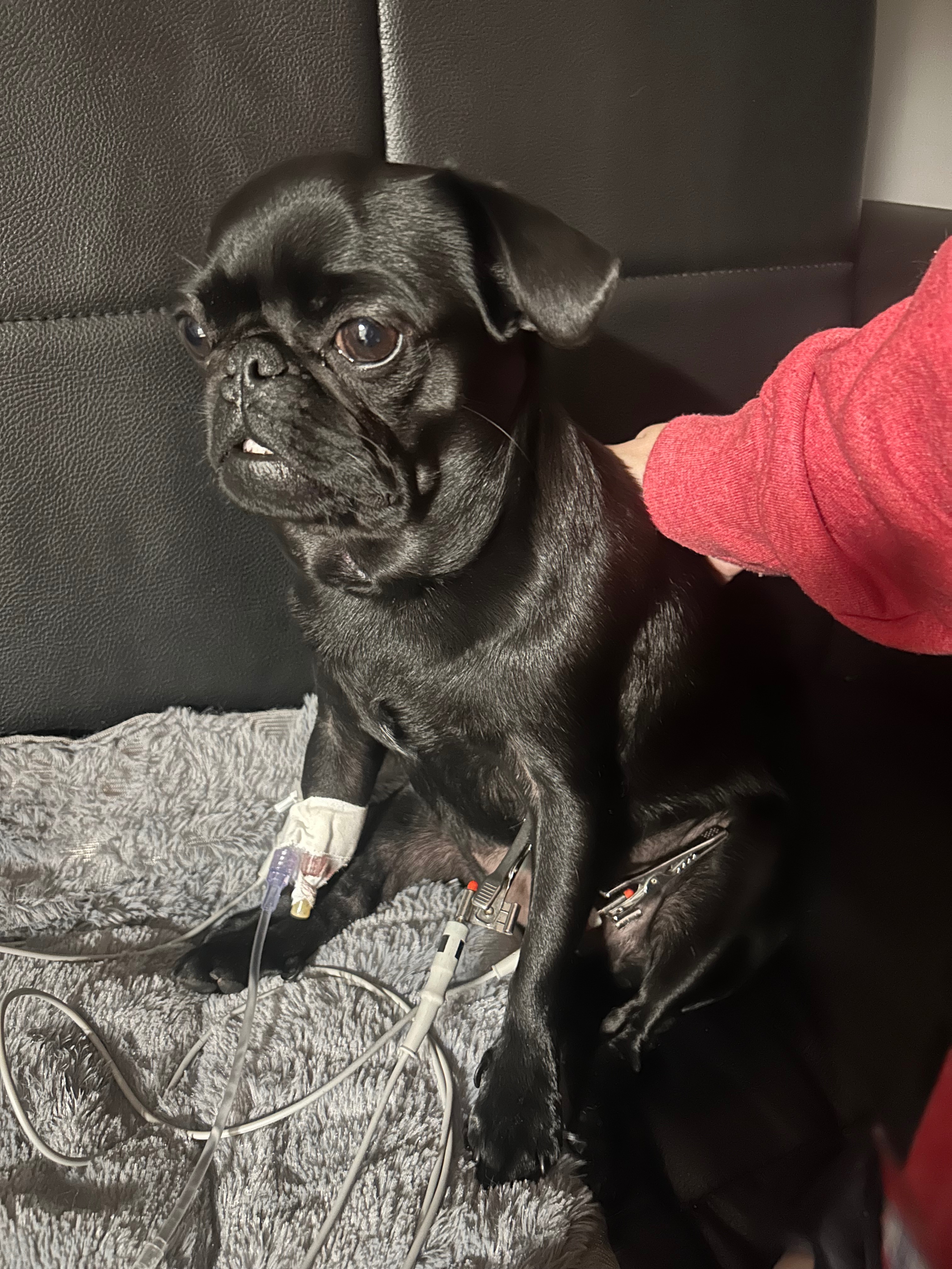 Help Willow After Life-Threatening Snake Bite campaign photo, 7 of 8