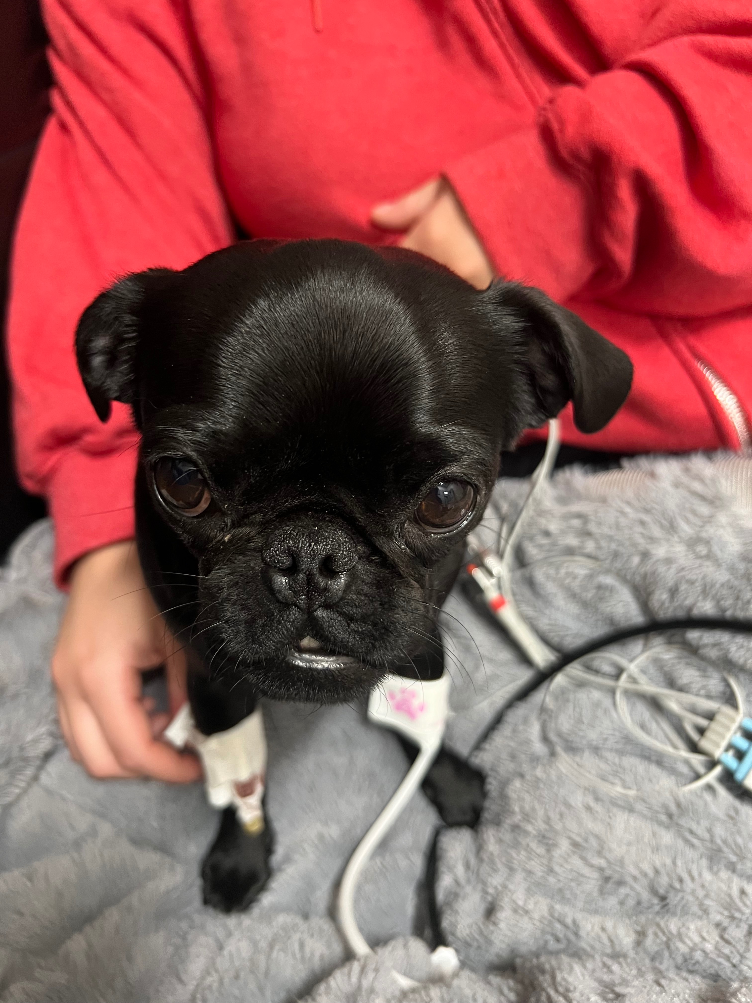 Help Willow After Life-Threatening Snake Bite campaign photo, 2 of 8