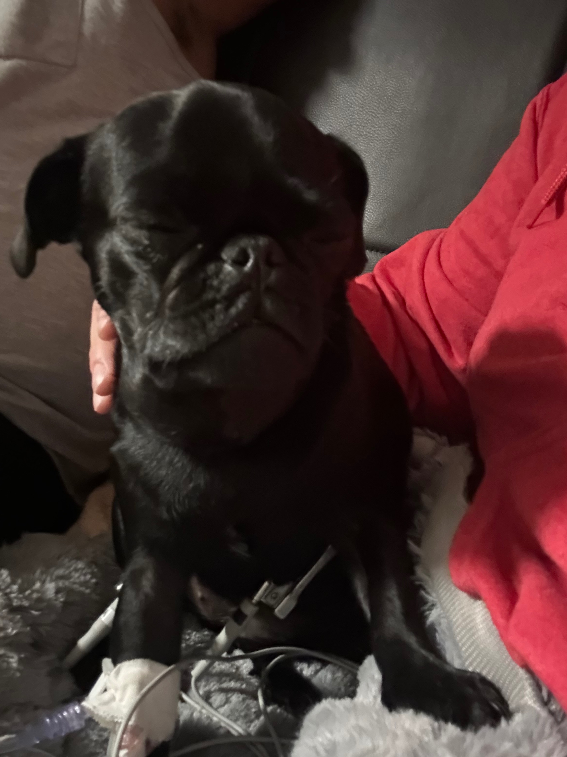 Help Willow After Life-Threatening Snake Bite campaign photo, 4 of 8