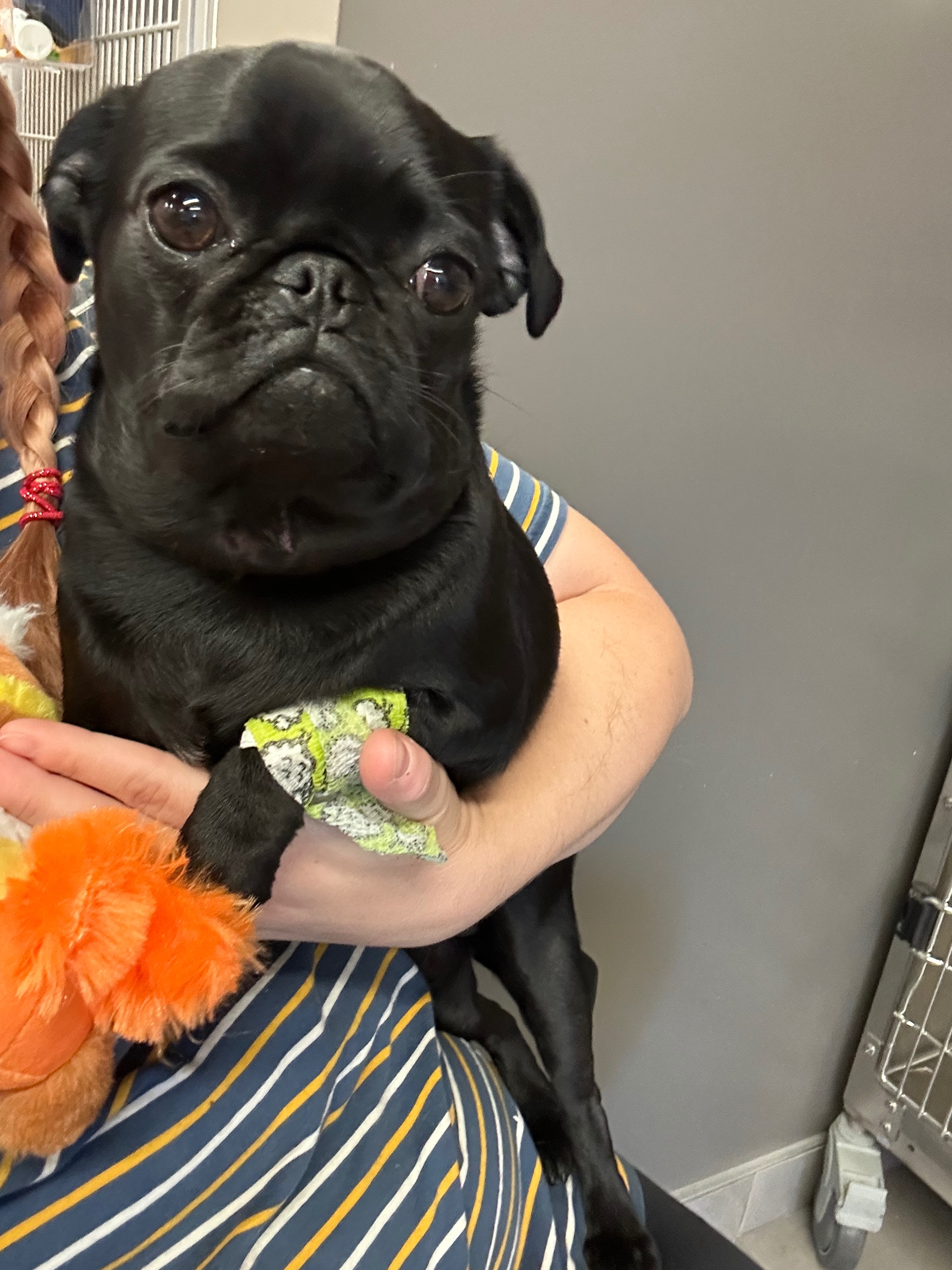 Help Willow After Life-Threatening Snake Bite campaign photo, 5 of 8