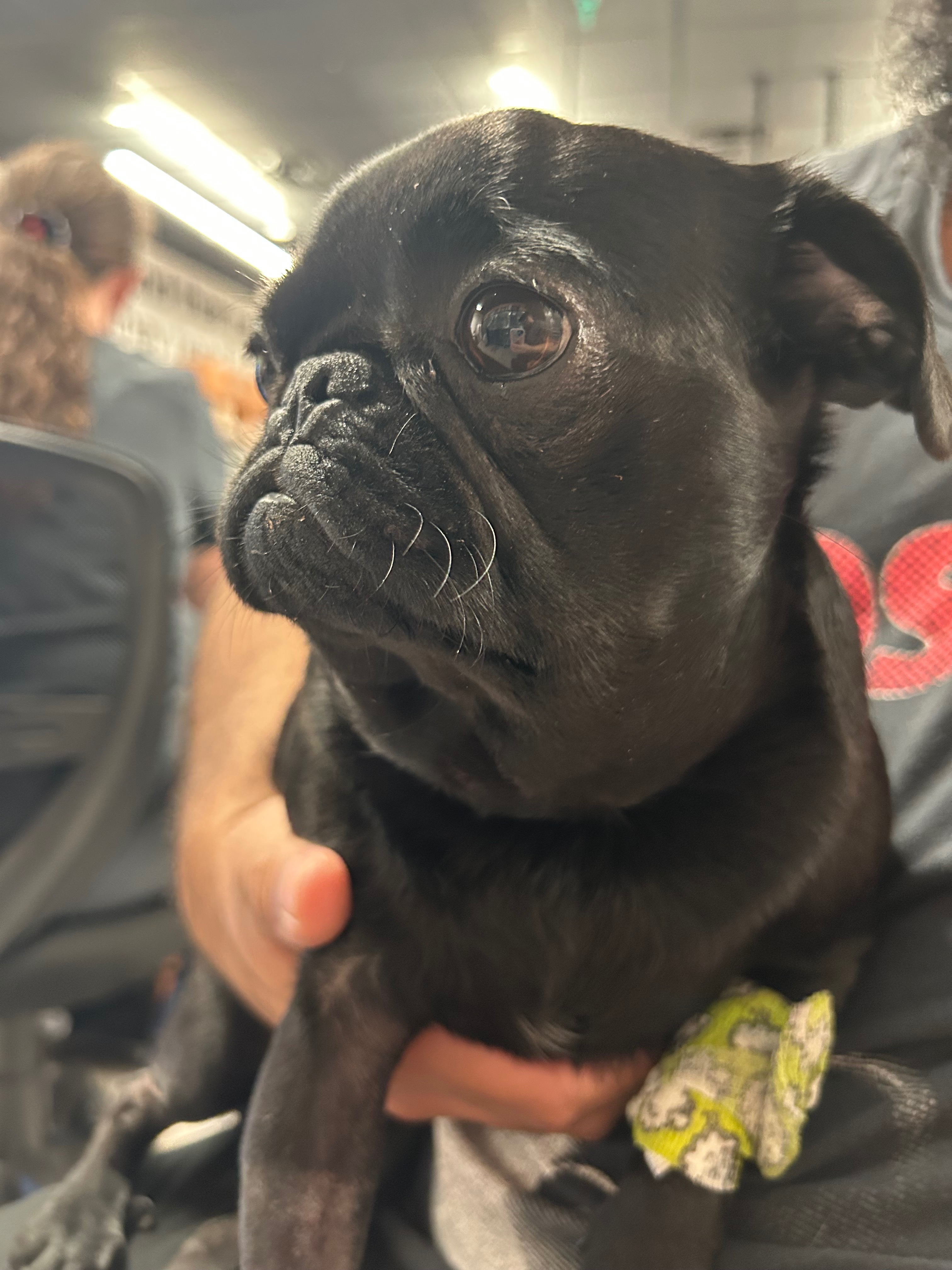 Help Willow After Life-Threatening Snake Bite campaign photo, 6 of 8
