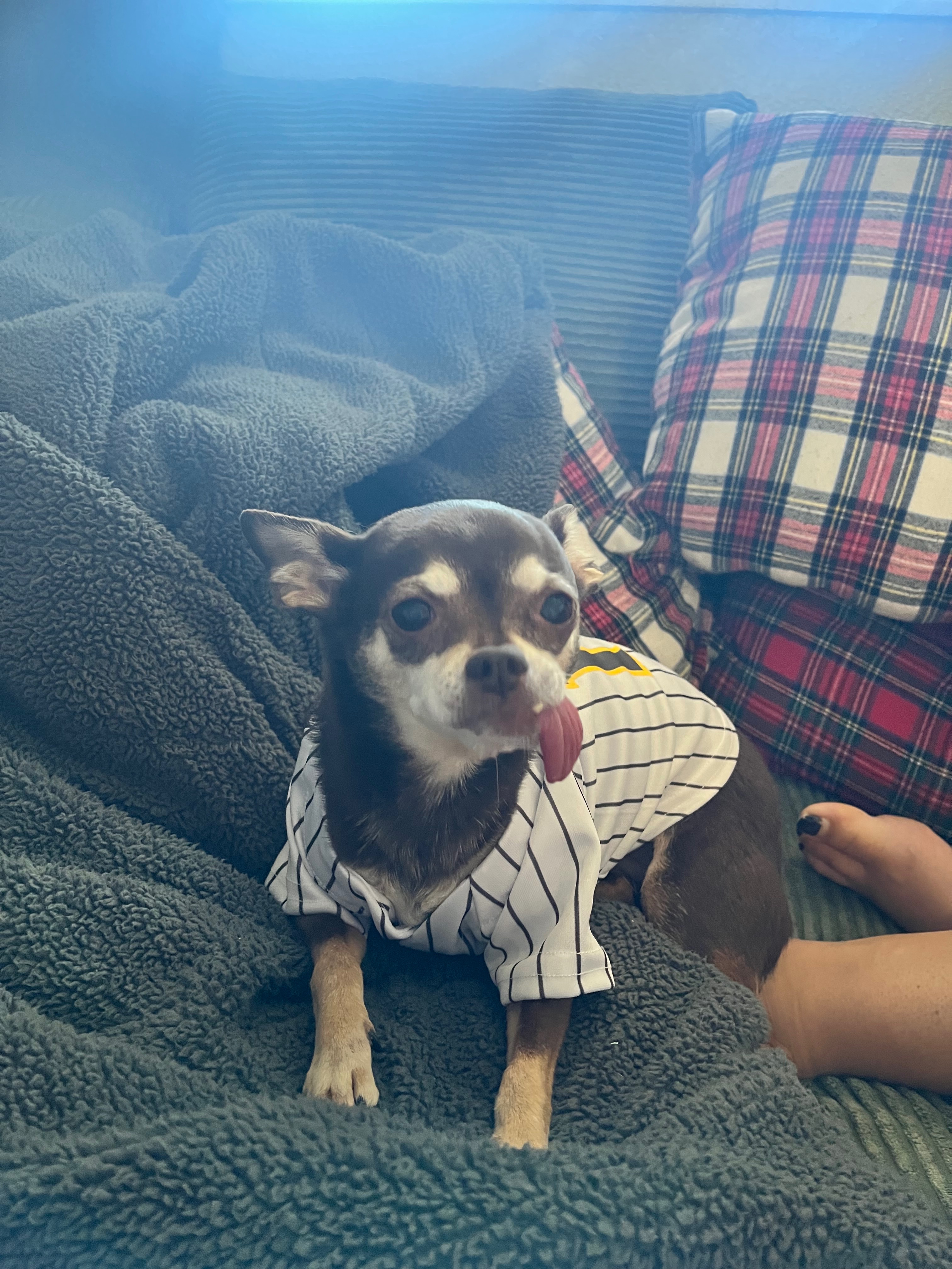Help Lily Heal: Eye Surgery Fund campaign photo, 6 of 7