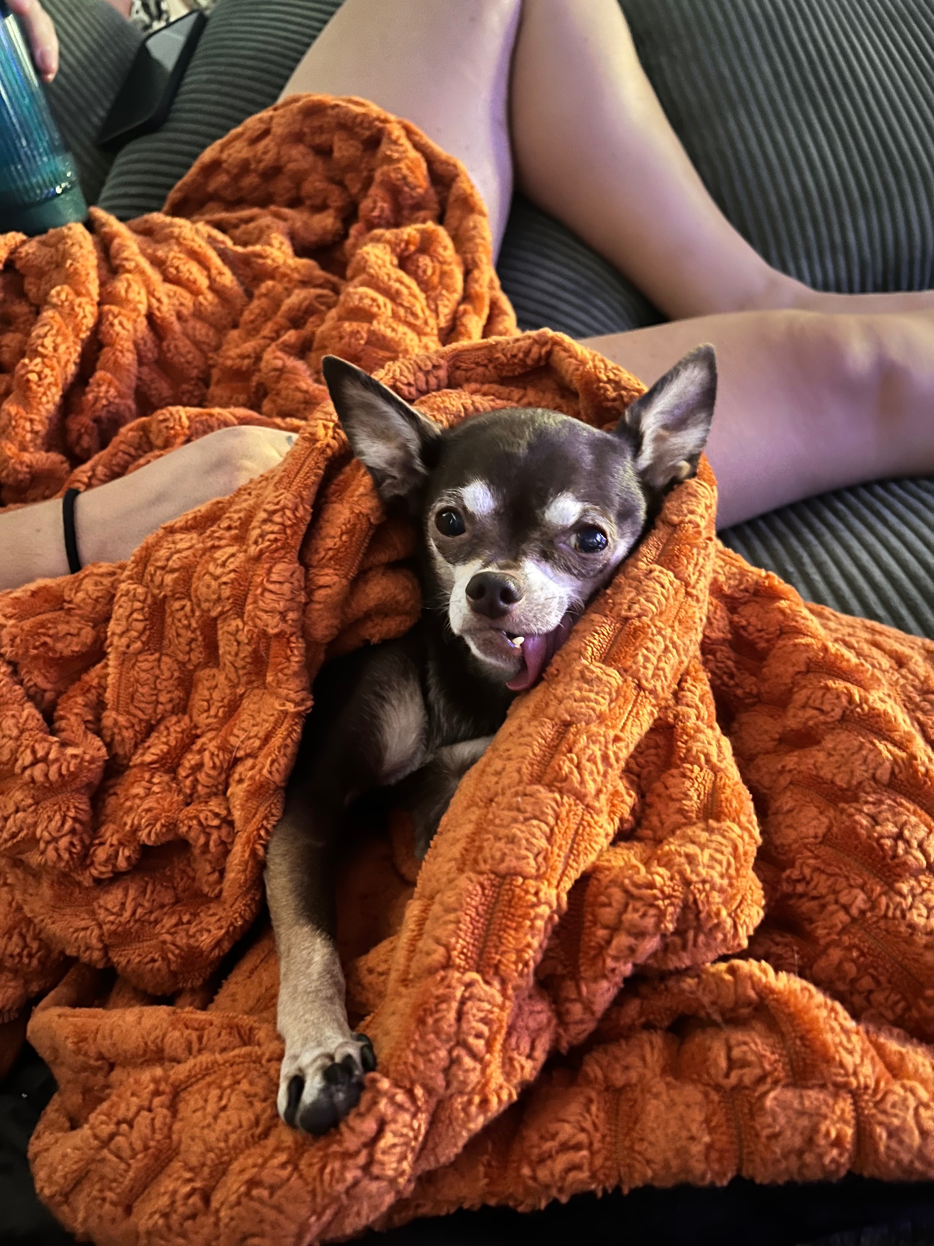 Help Lily Heal: Eye Surgery Fund campaign photo, 4 of 7
