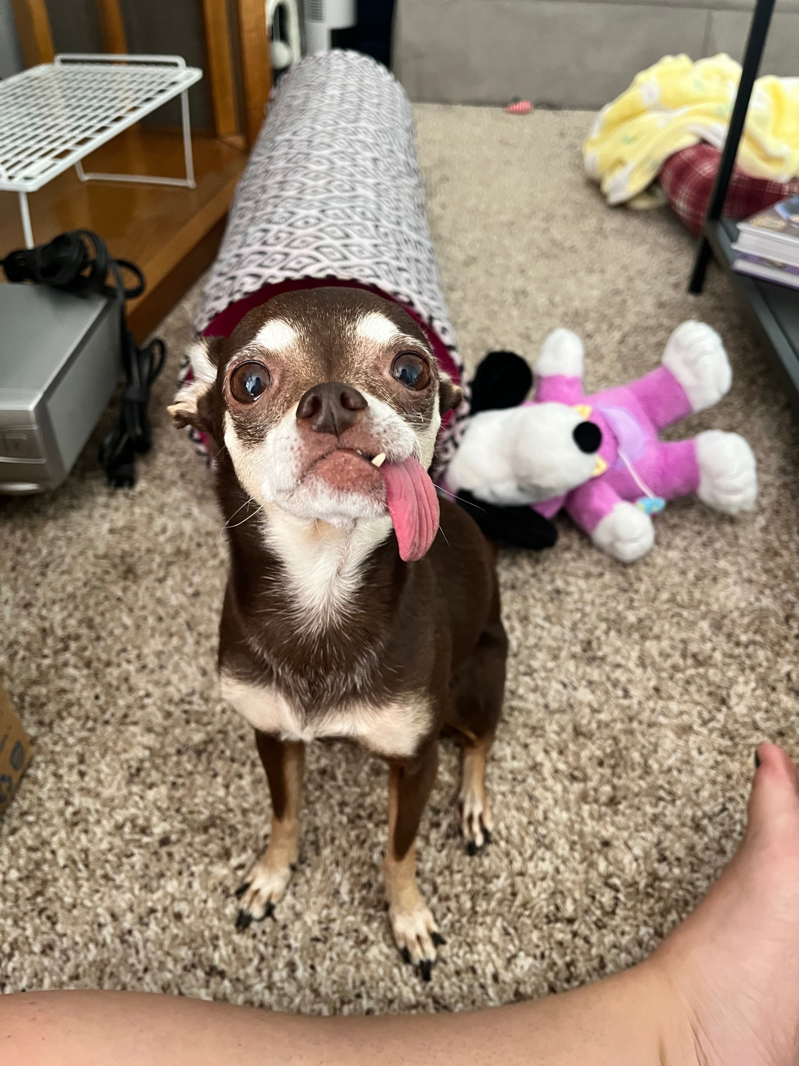 Help Lily Heal: Eye Surgery Fund campaign photo, 2 of 7