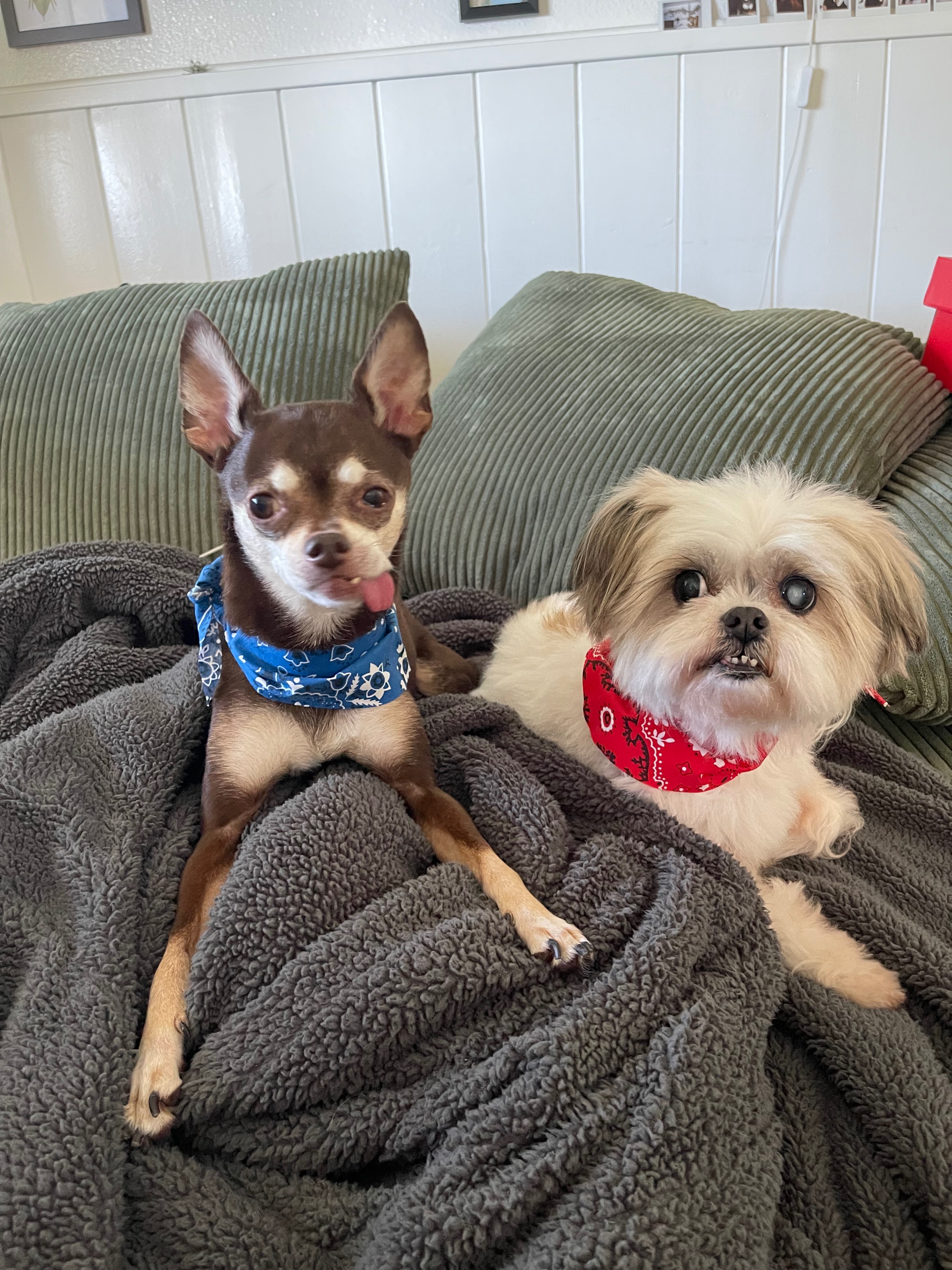 Help Lily Heal: Eye Surgery Fund campaign photo, 5 of 7