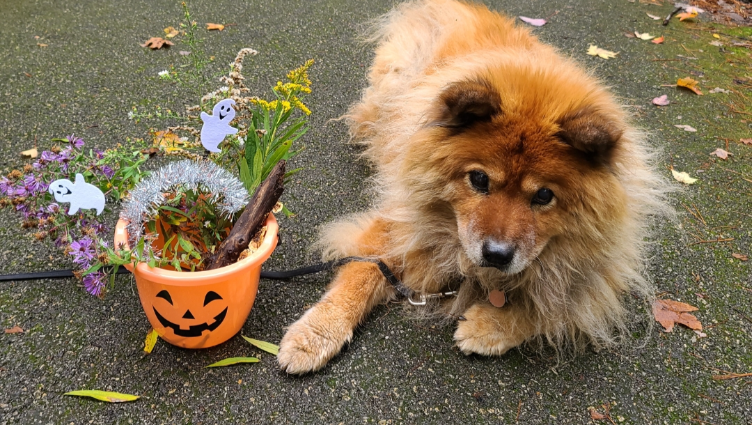 A Fluffy Teddy Bear With a Devastating Diagnosis