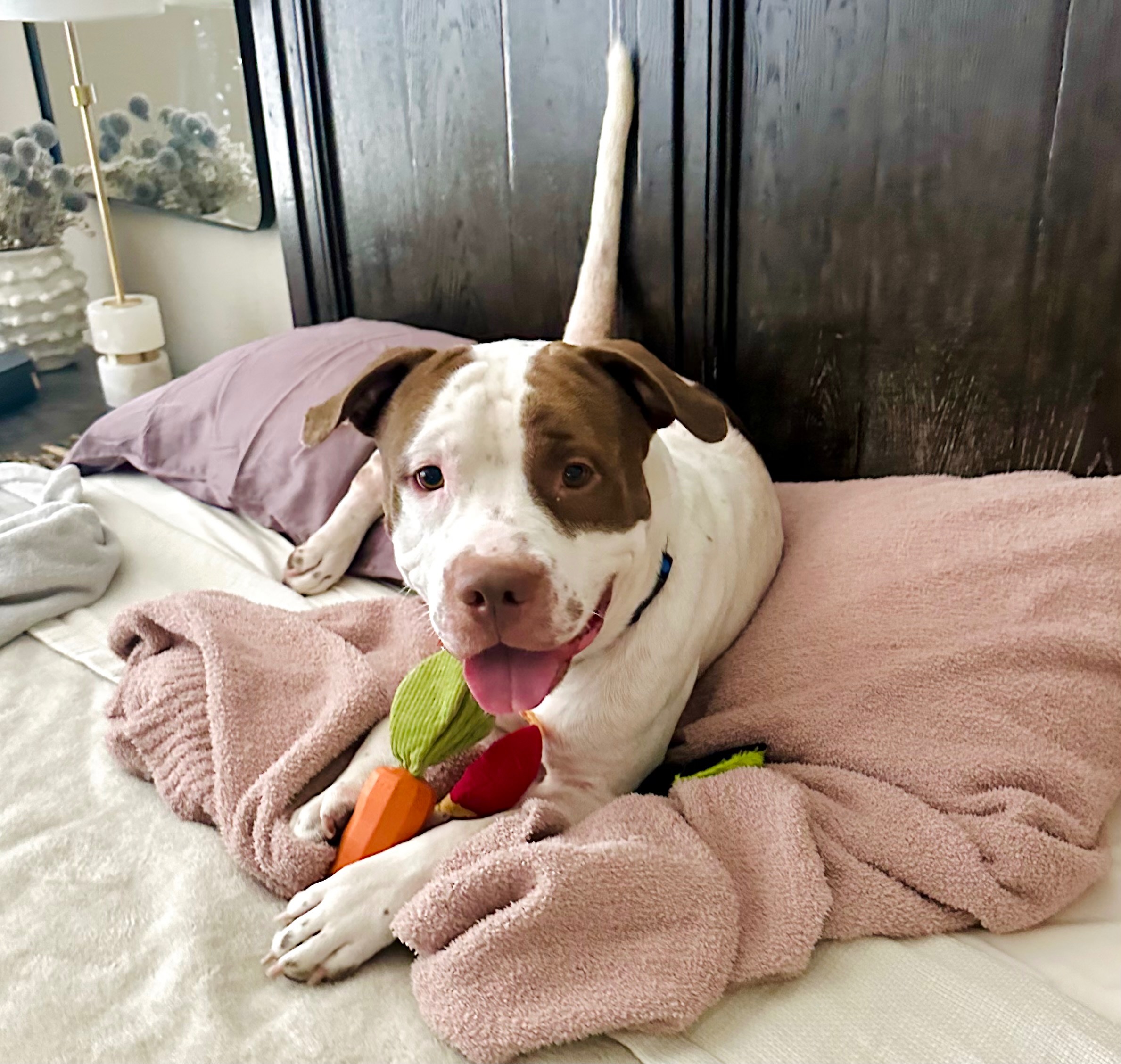 Help Jupiter Nacho Run Again: Urgent Surgery Fund campaign photo, 7 of 8