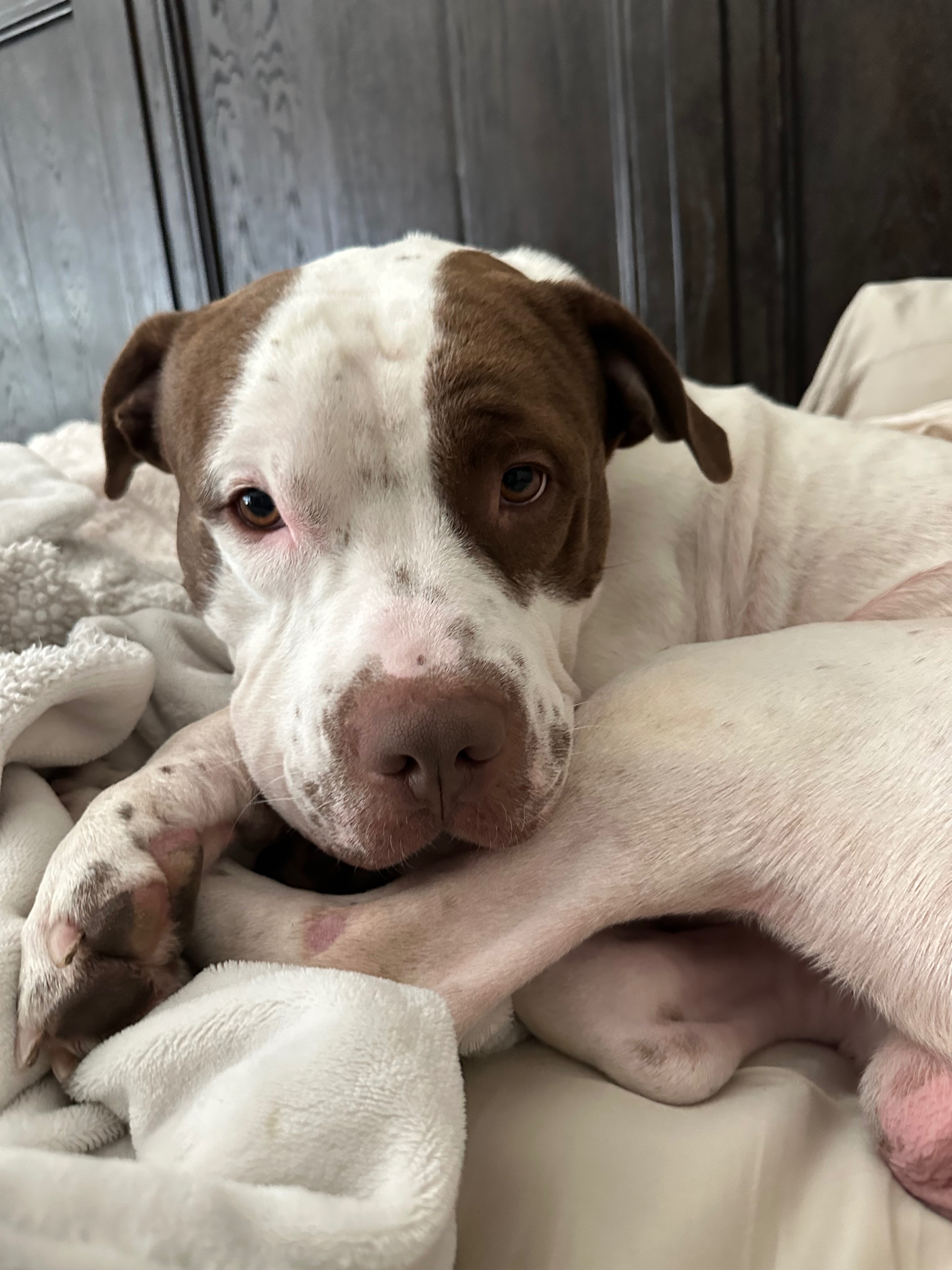 Help Jupiter Nacho Run Again: Urgent Surgery Fund campaign photo, 2 of 8