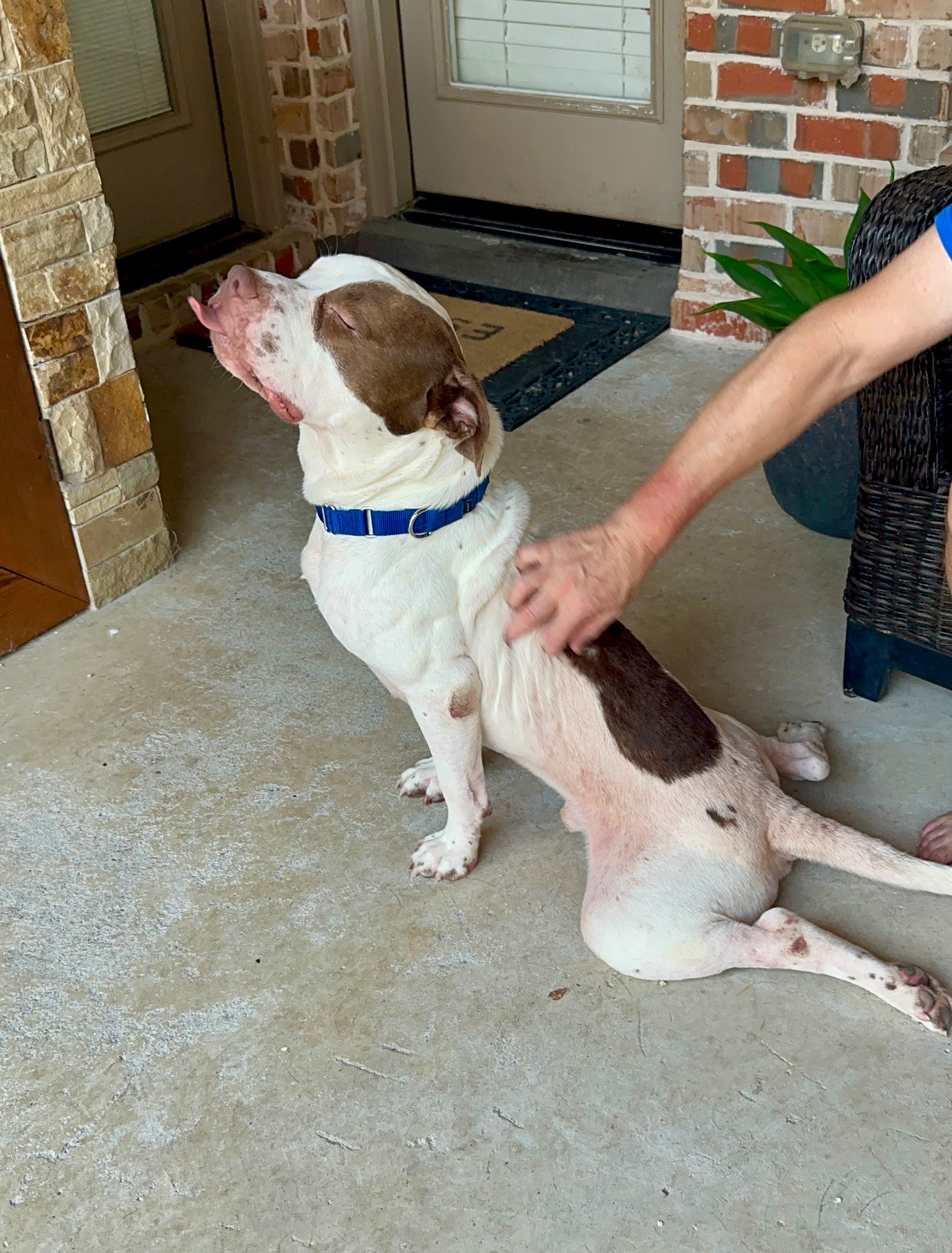 Help Jupiter Nacho Run Again: Urgent Surgery Fund campaign photo, 4 of 8