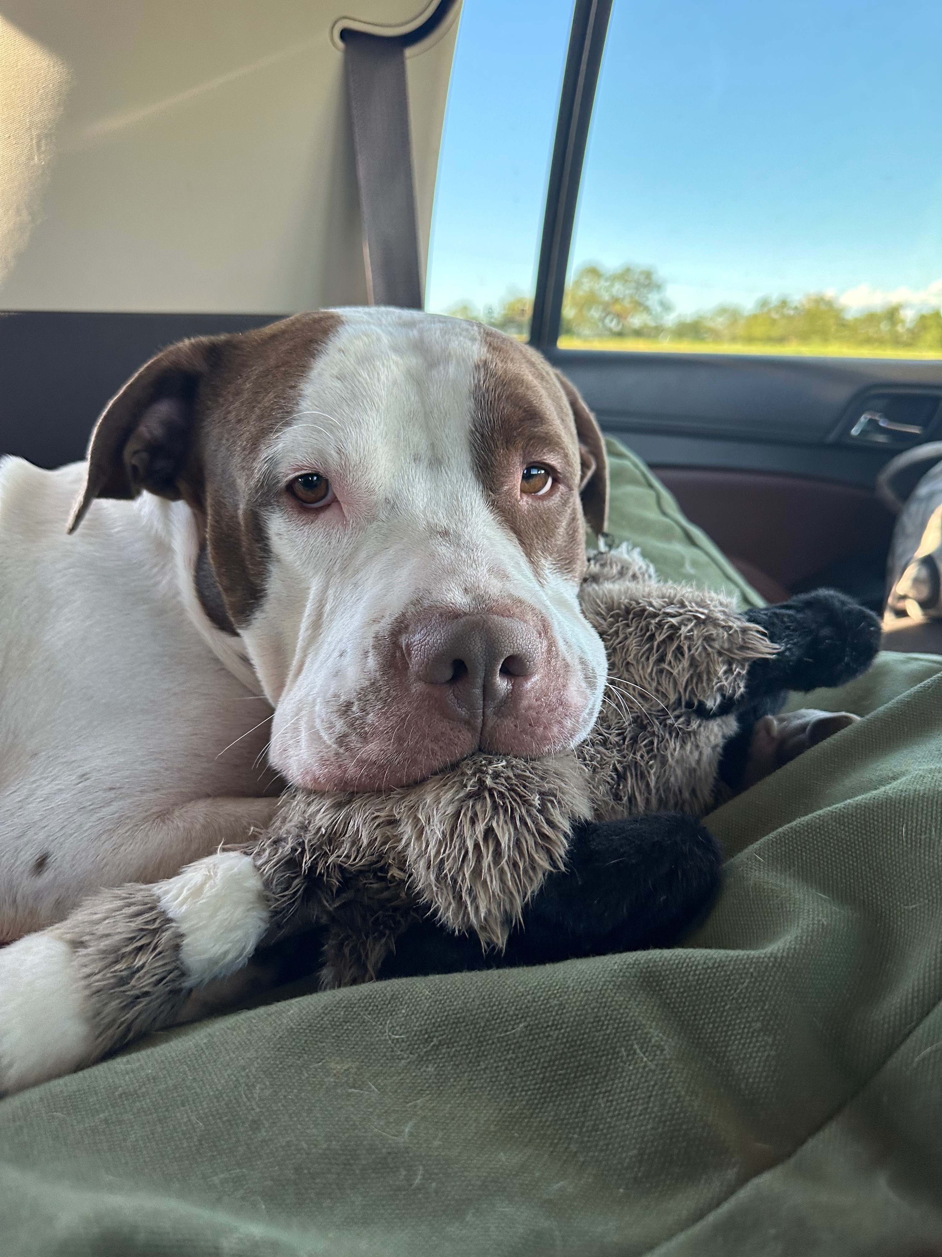 Help Jupiter Nacho Run Again: Urgent Surgery Fund campaign photo, 6 of 8