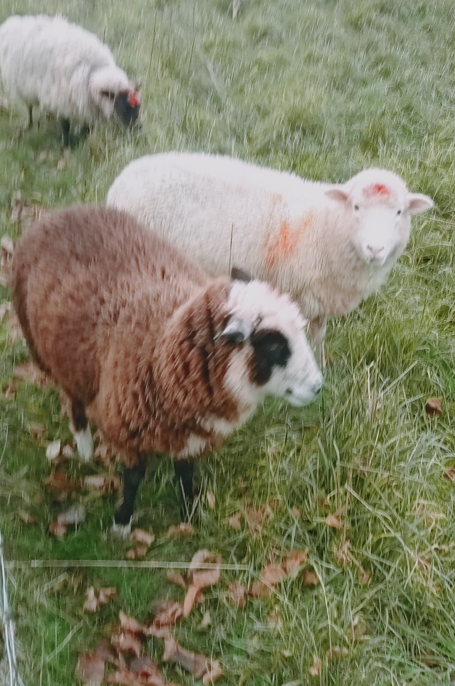 Oppo's Farm Veteran Farm campaign photo, 4 of 8