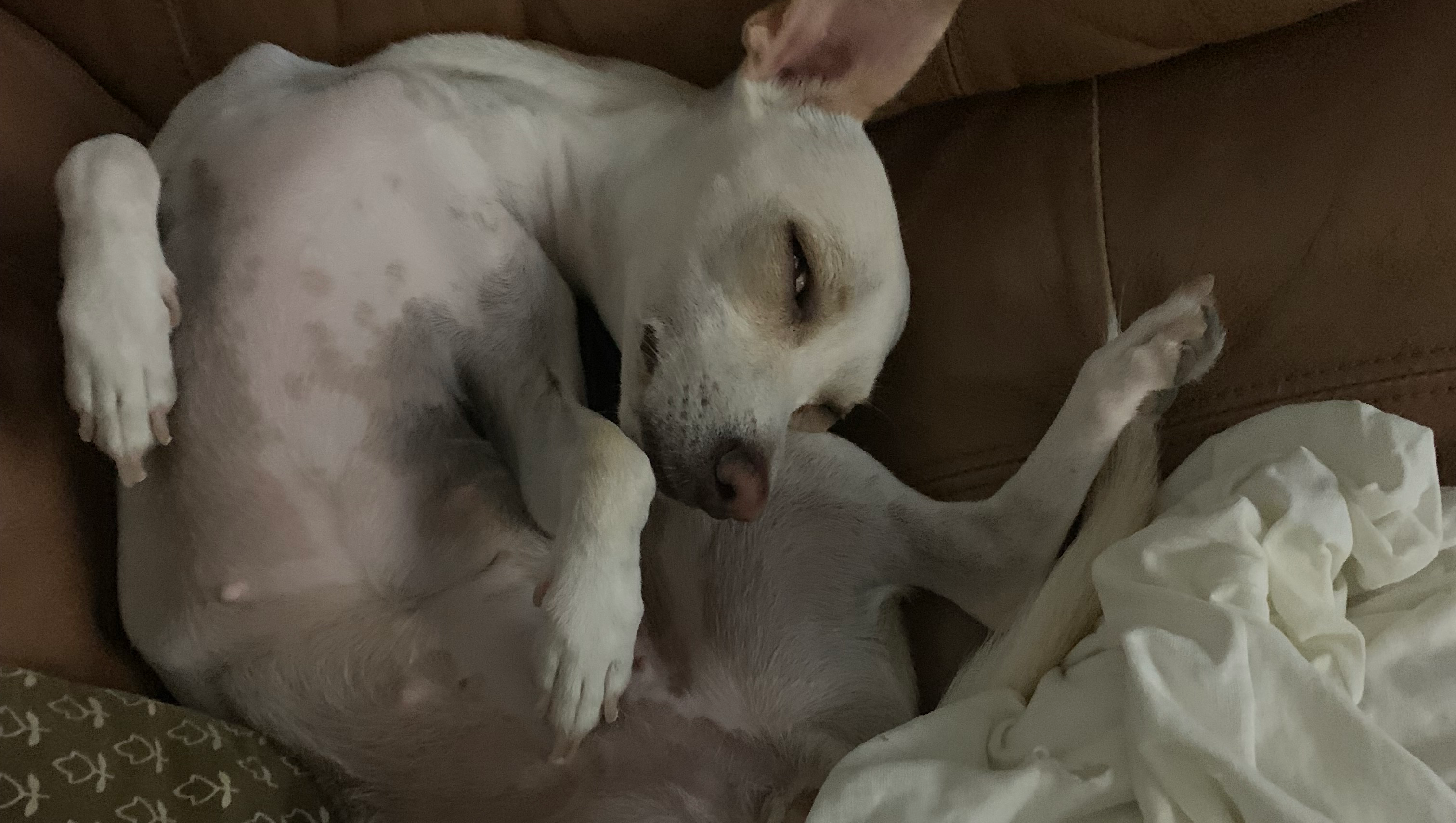 De un fraude a una esperanza rescatemos vidas juntos!!!! photo