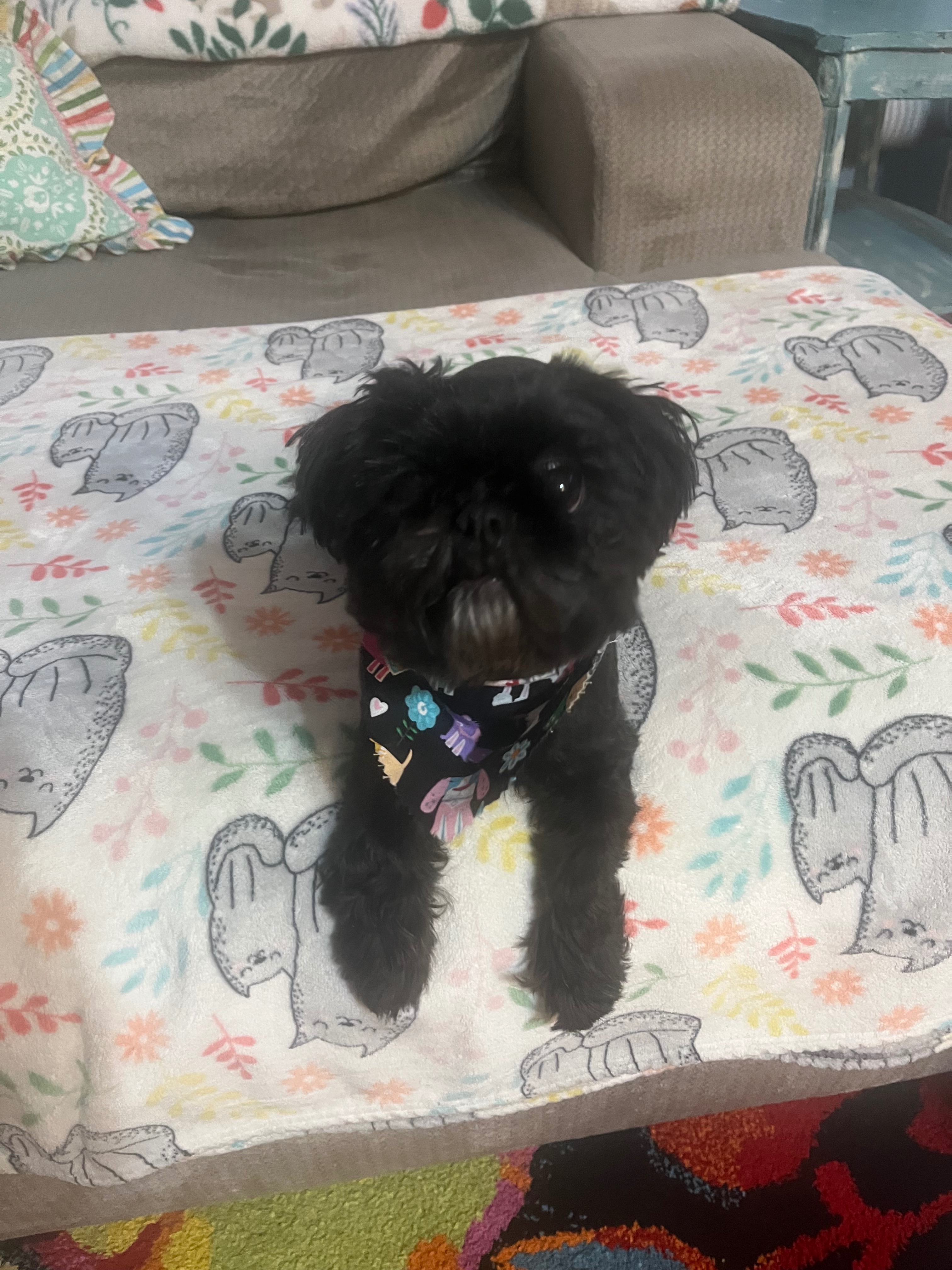 Ellie’s Vet bills campaign photo, 5 of 8
