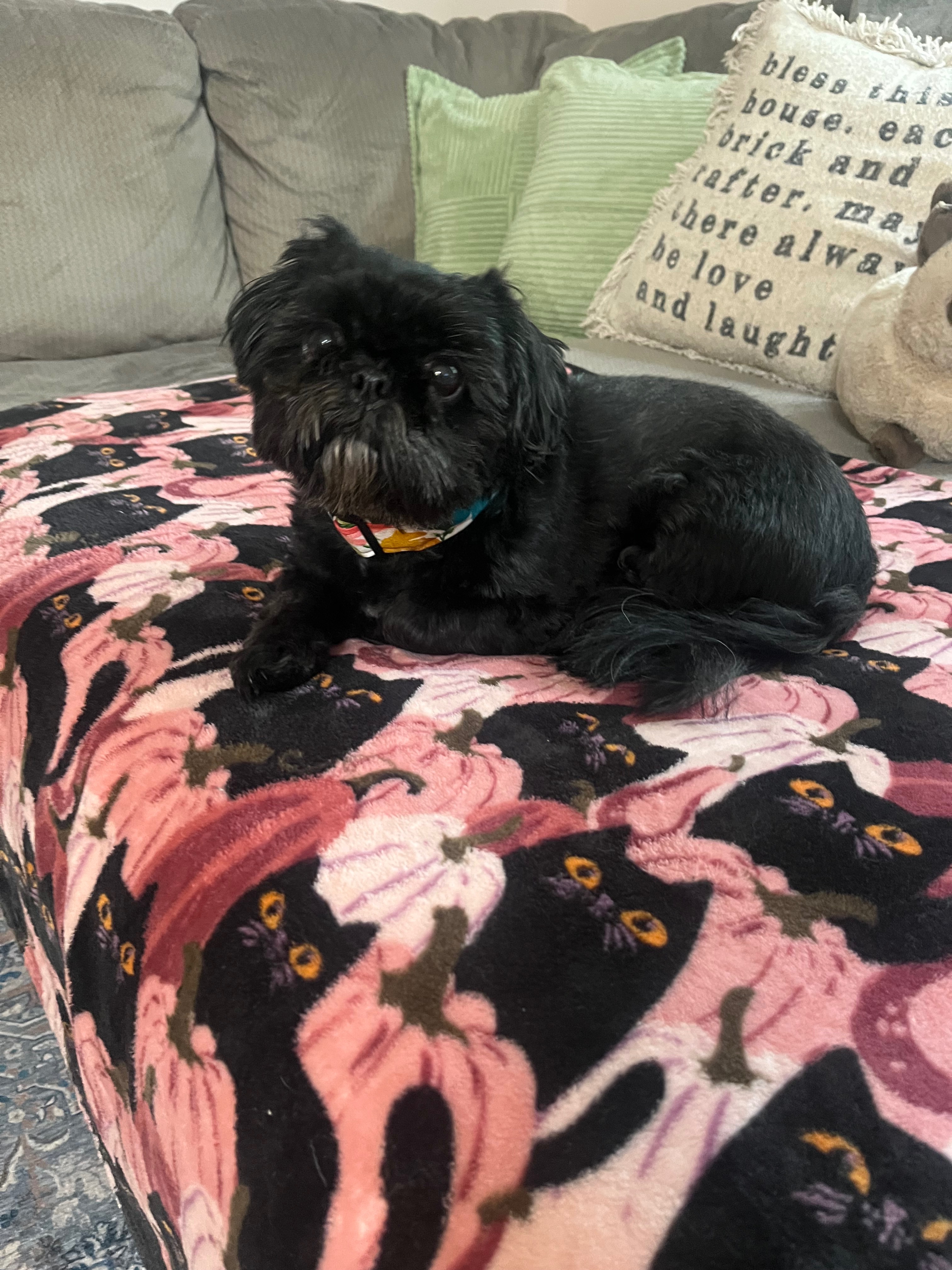 Ellie’s Vet bills campaign photo, 4 of 8