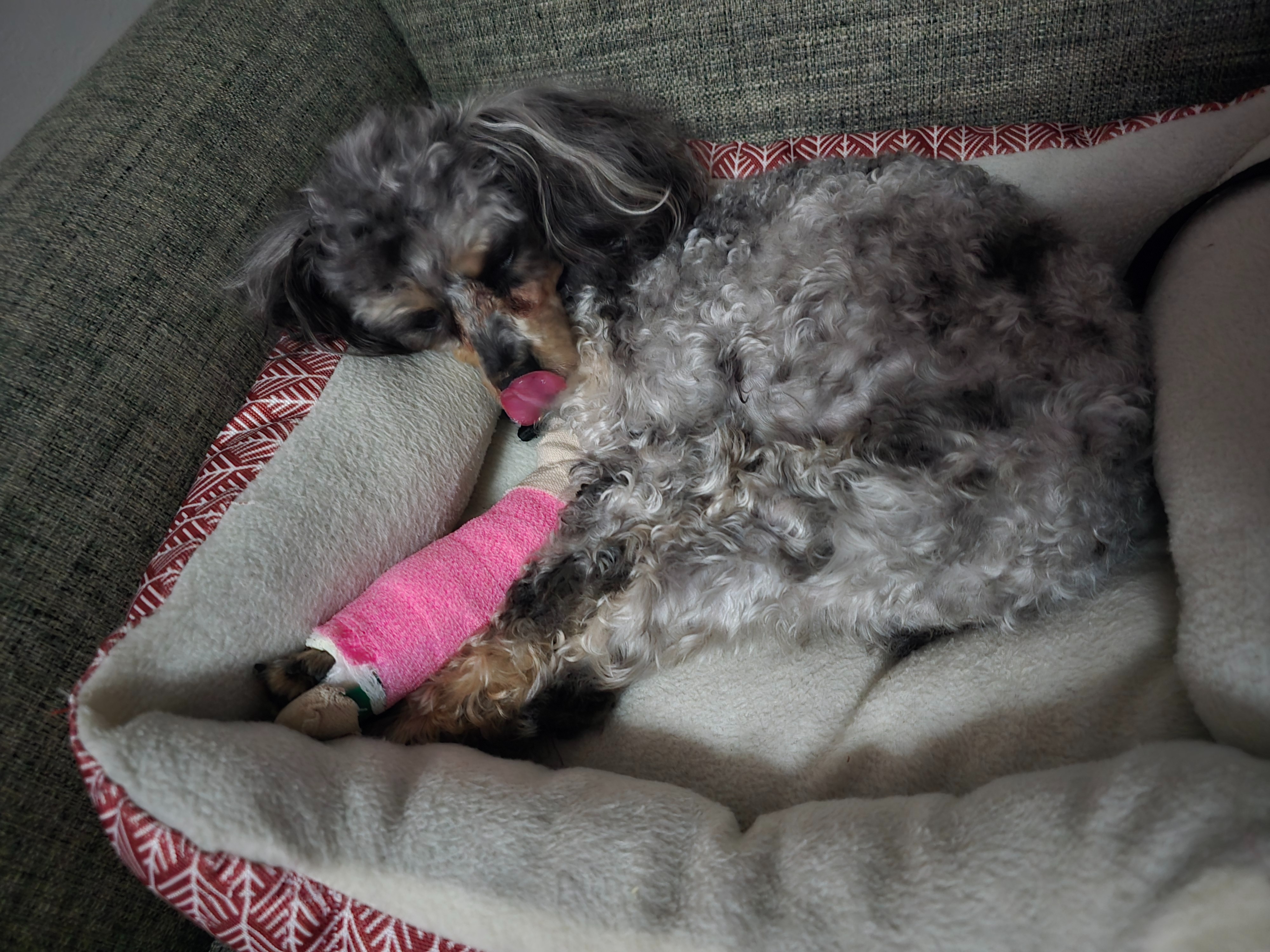 Help Angel get her surgery she needs campaign photo, 5 of 6