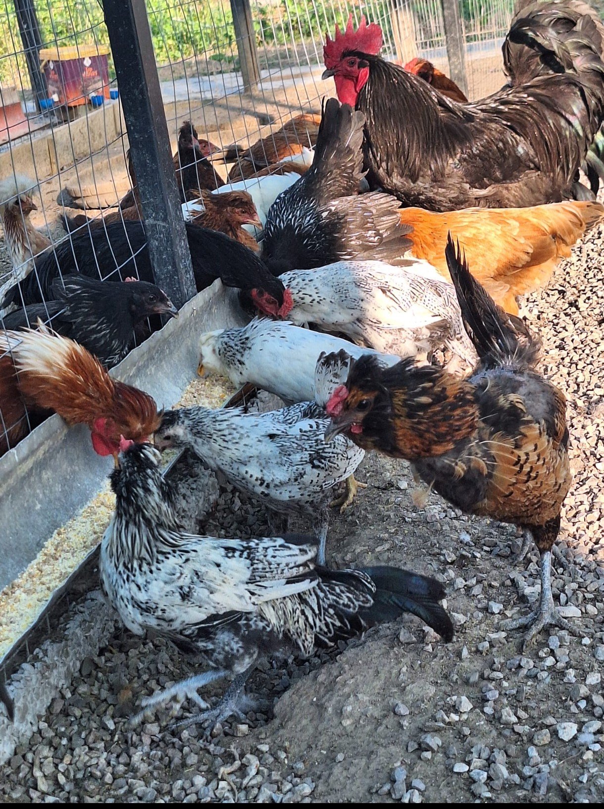Growing Food, Growing Kindness – Adda’s Dream campaign photo, 2 of 8
