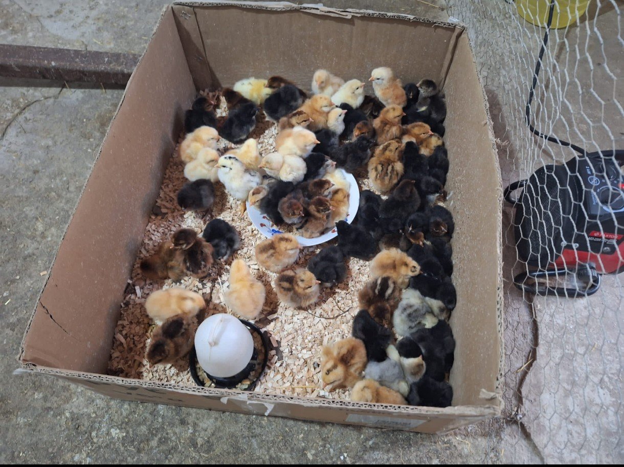 Growing Food, Growing Kindness – Adda’s Dream campaign photo, 4 of 8