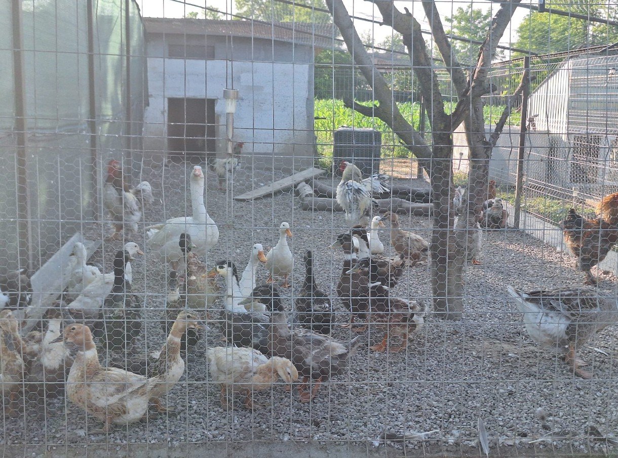 Growing Food, Growing Kindness – Adda’s Dream campaign photo, 6 of 8