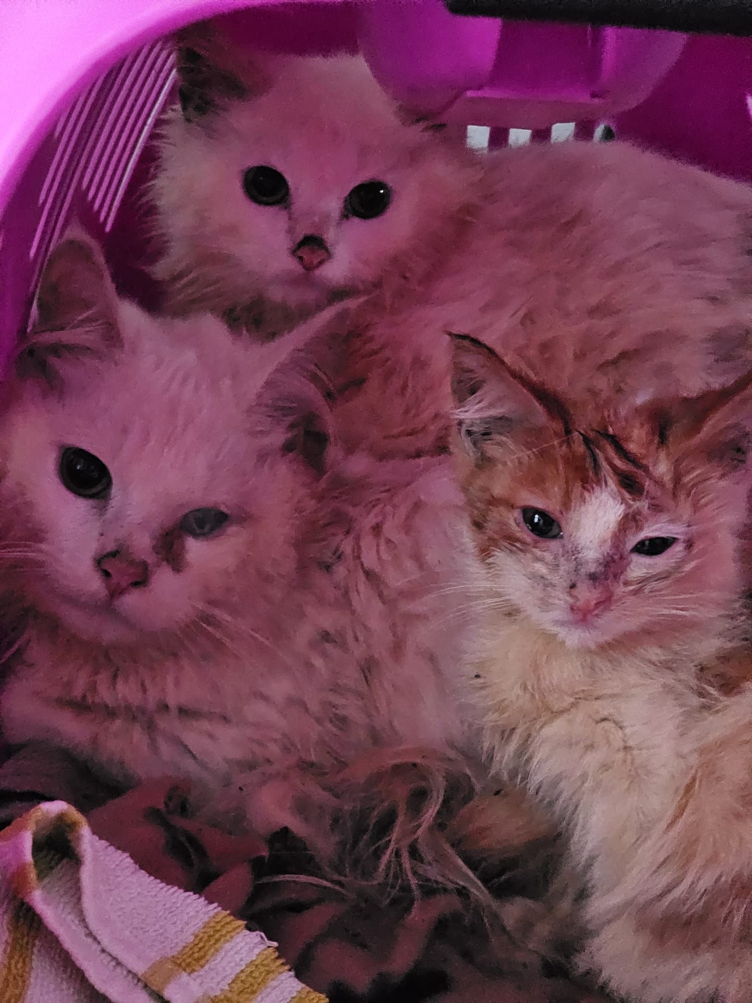 CatManJules Rescuing Abandoned, neglected Cats and Kittens campaign photo, 7 of 8